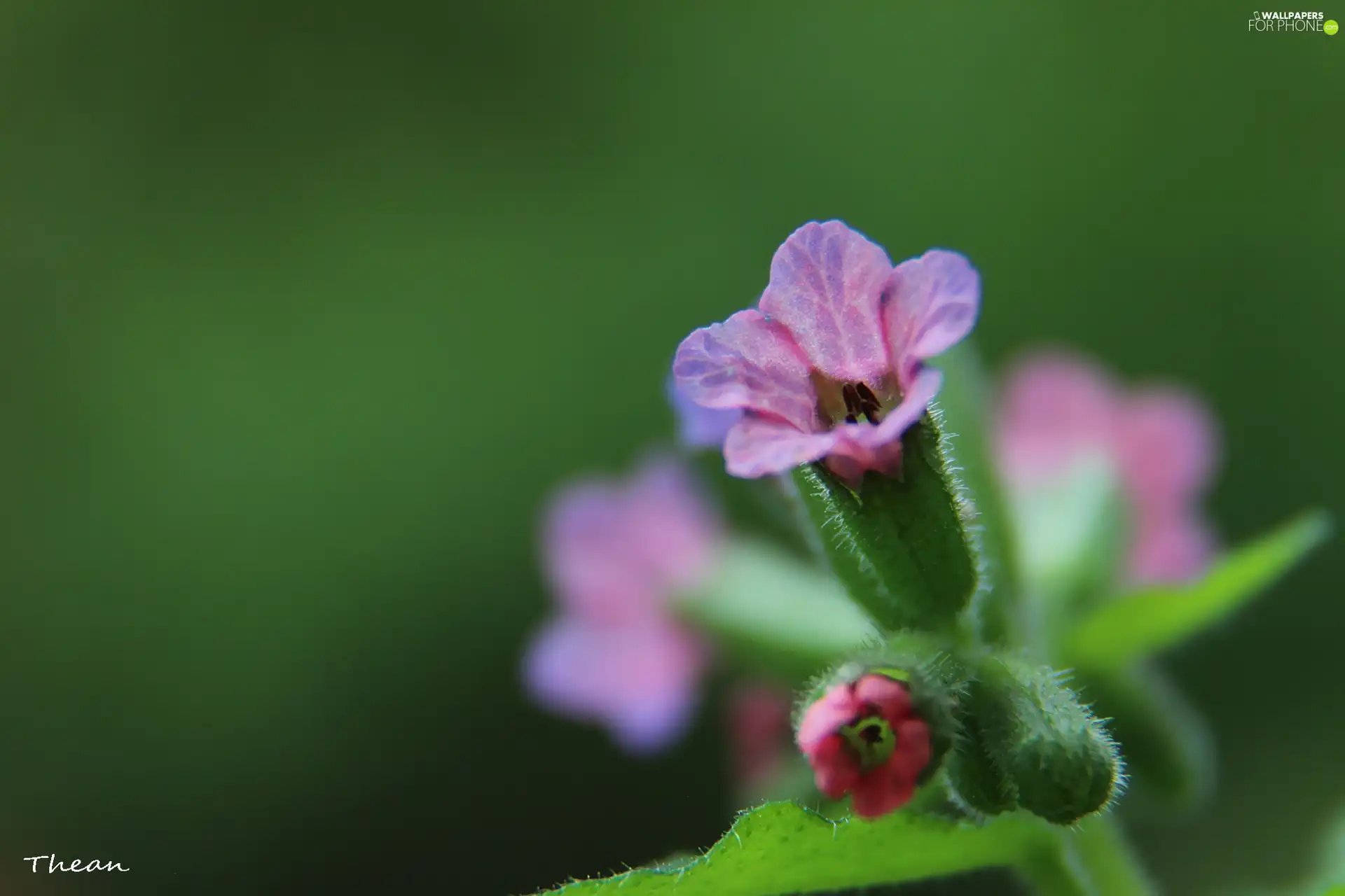 Flower, Little, Violet