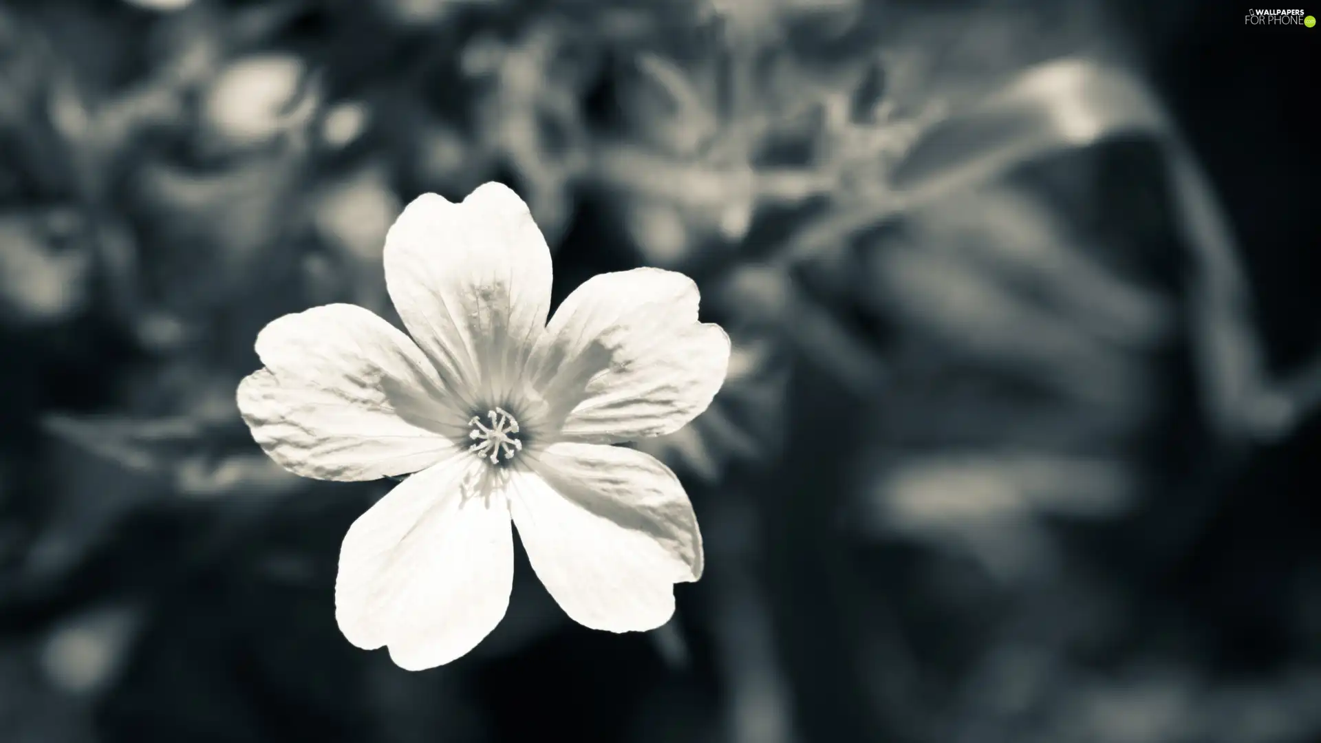 White, Flower