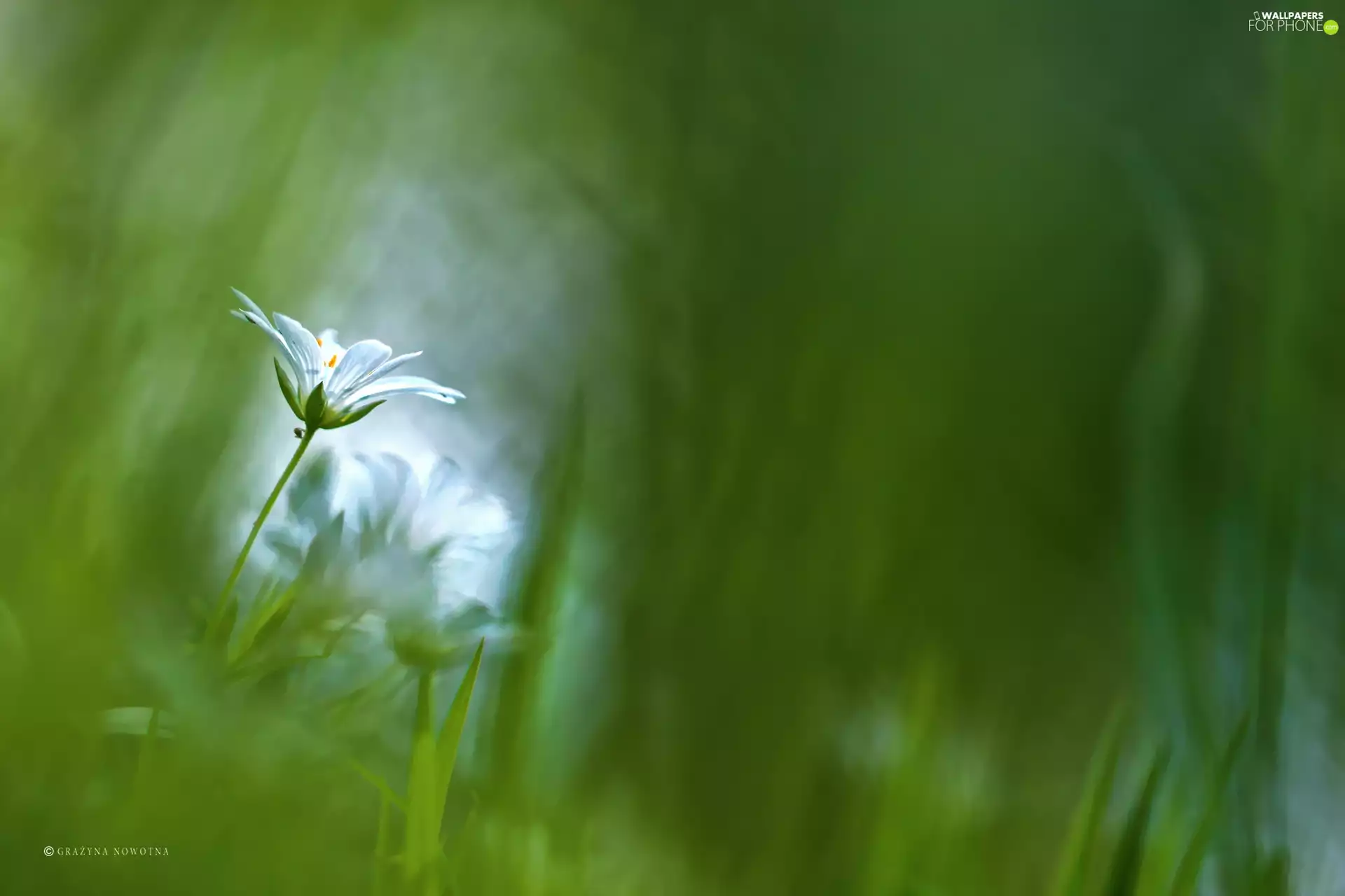 Flower, Cerastium, White