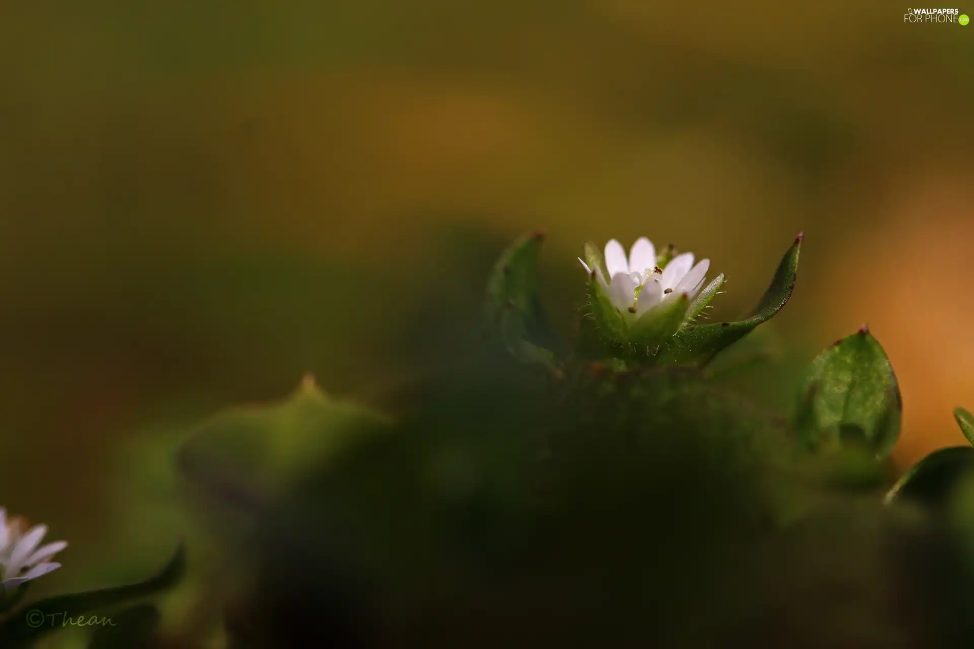 Flower, small, White