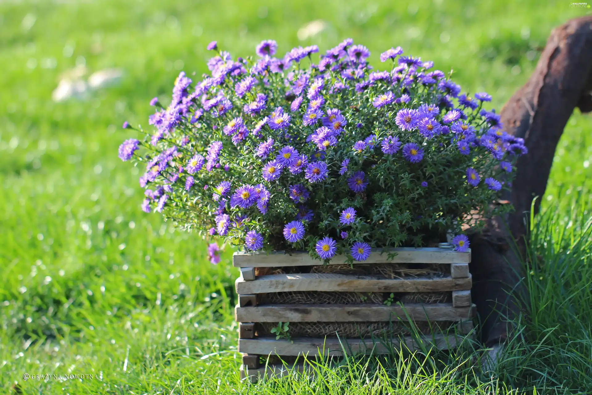 flowerbed, purple, Astra