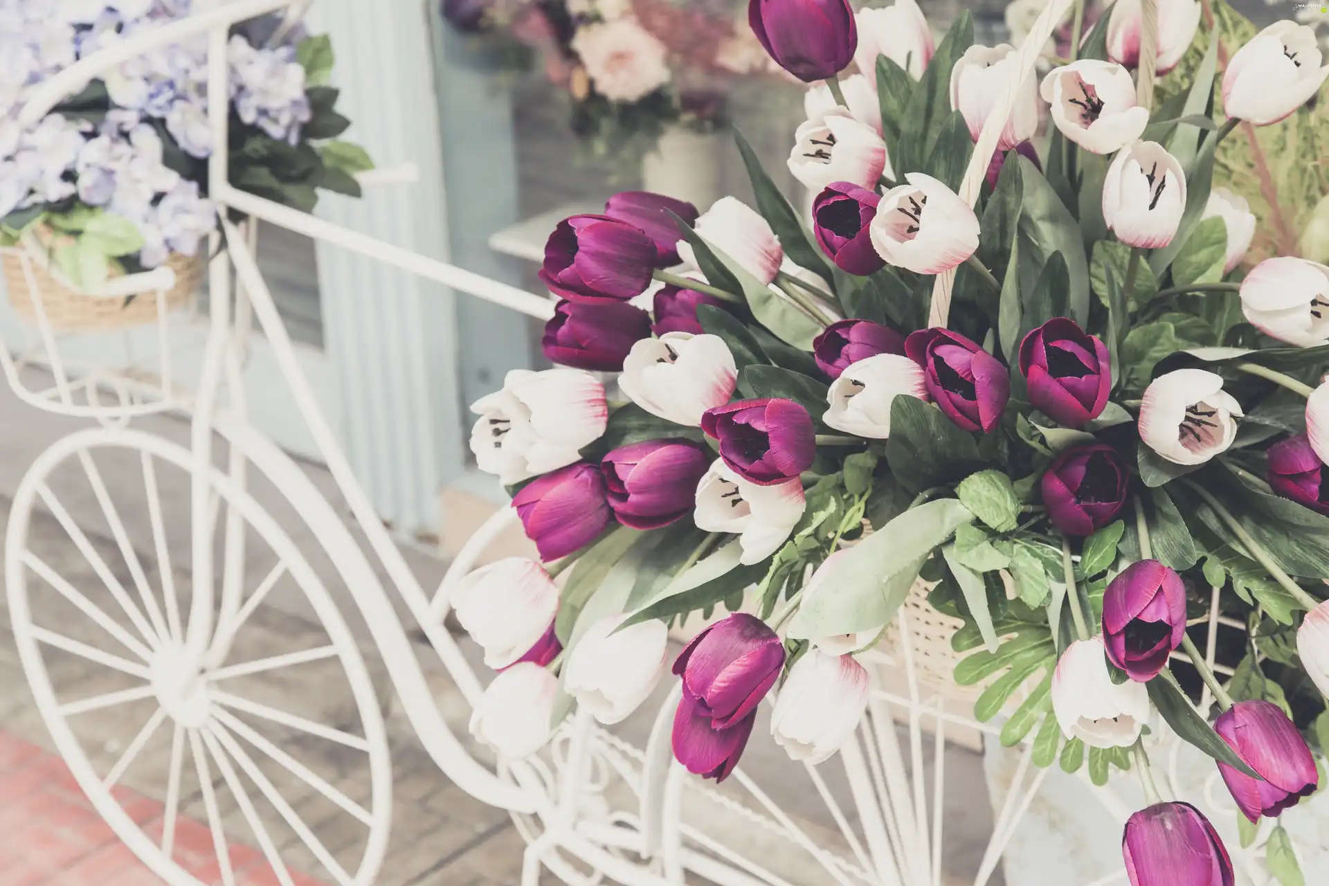 Tulips, Bike, flowerbed, Flowers