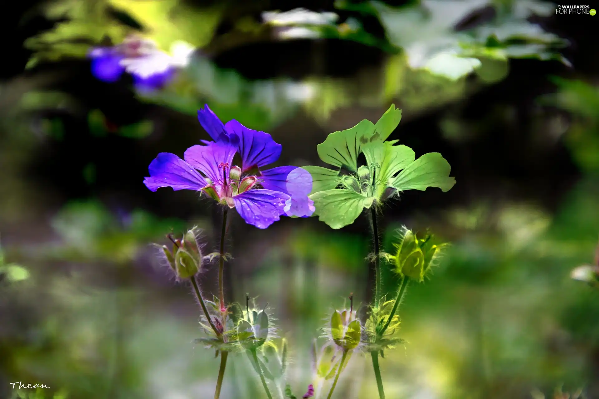 Flowers