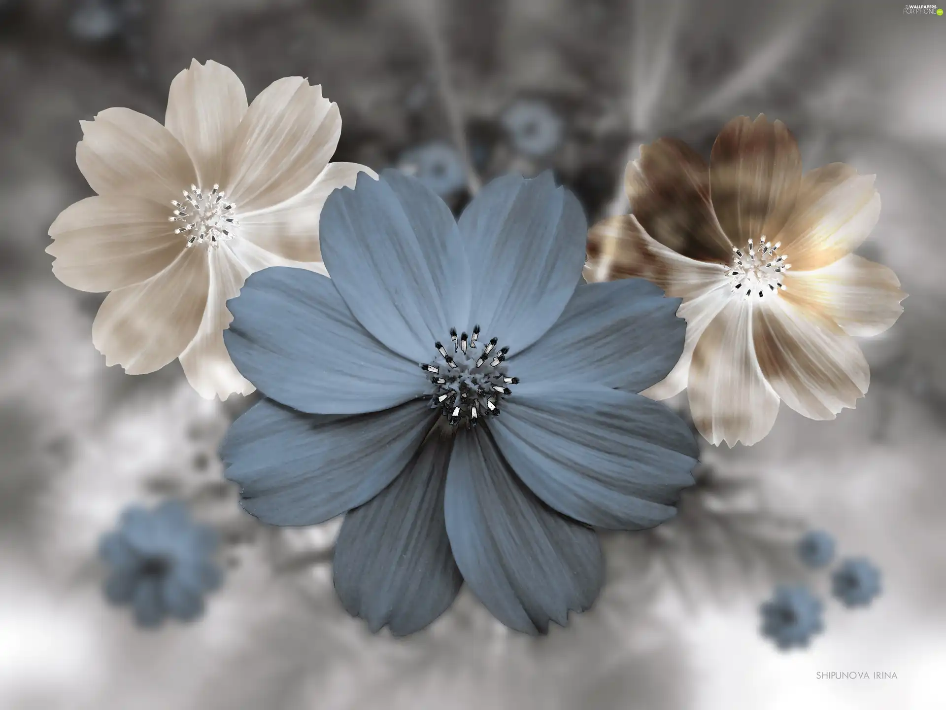 Cosmos, 3D Graphics, Flowers