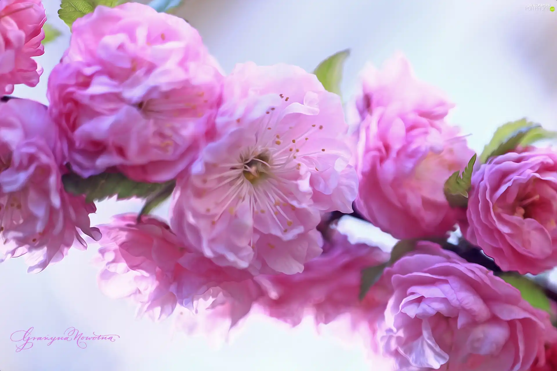 Almond, Pink, Flowers, Bush