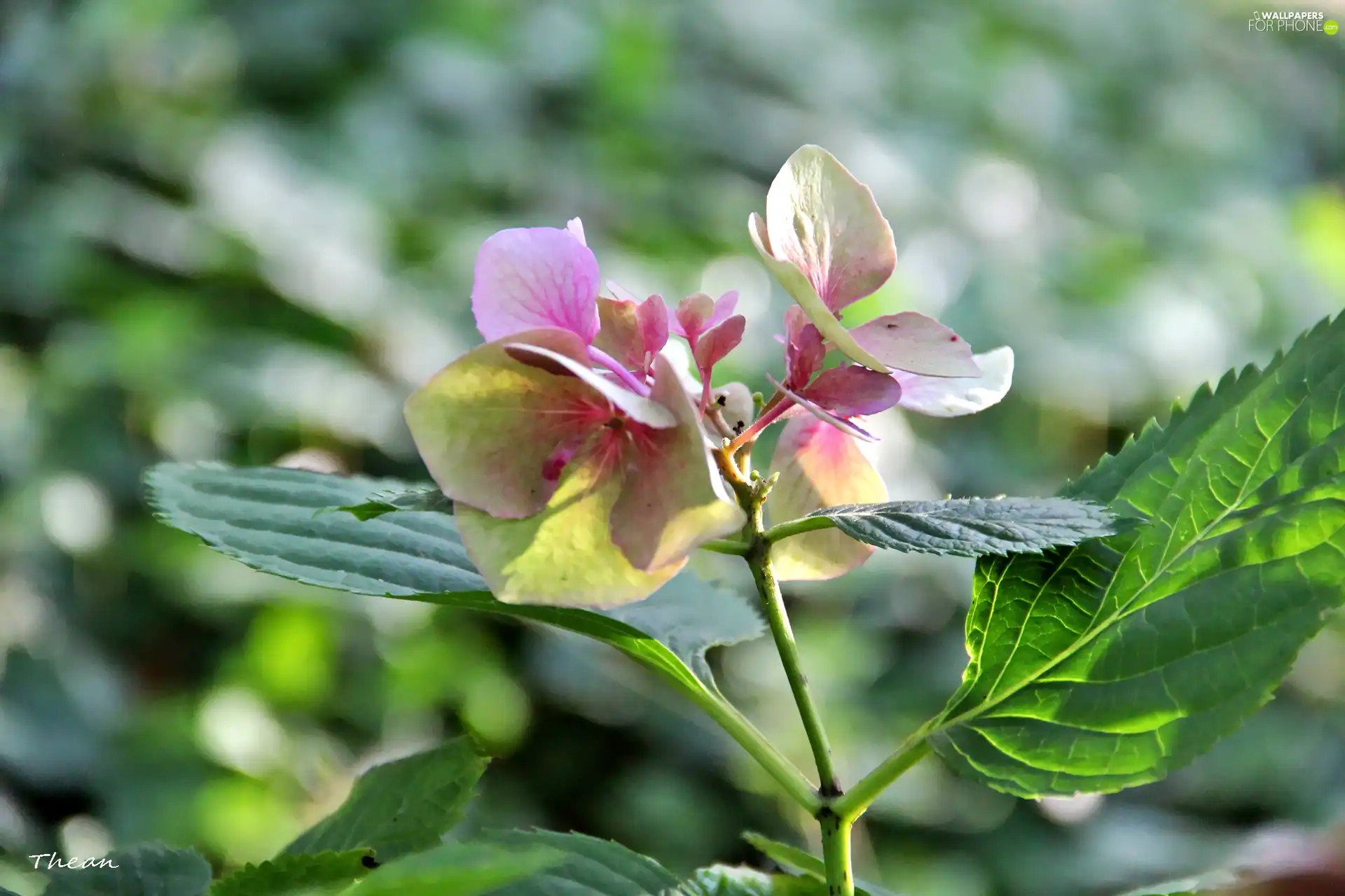 pink and white, Flowers