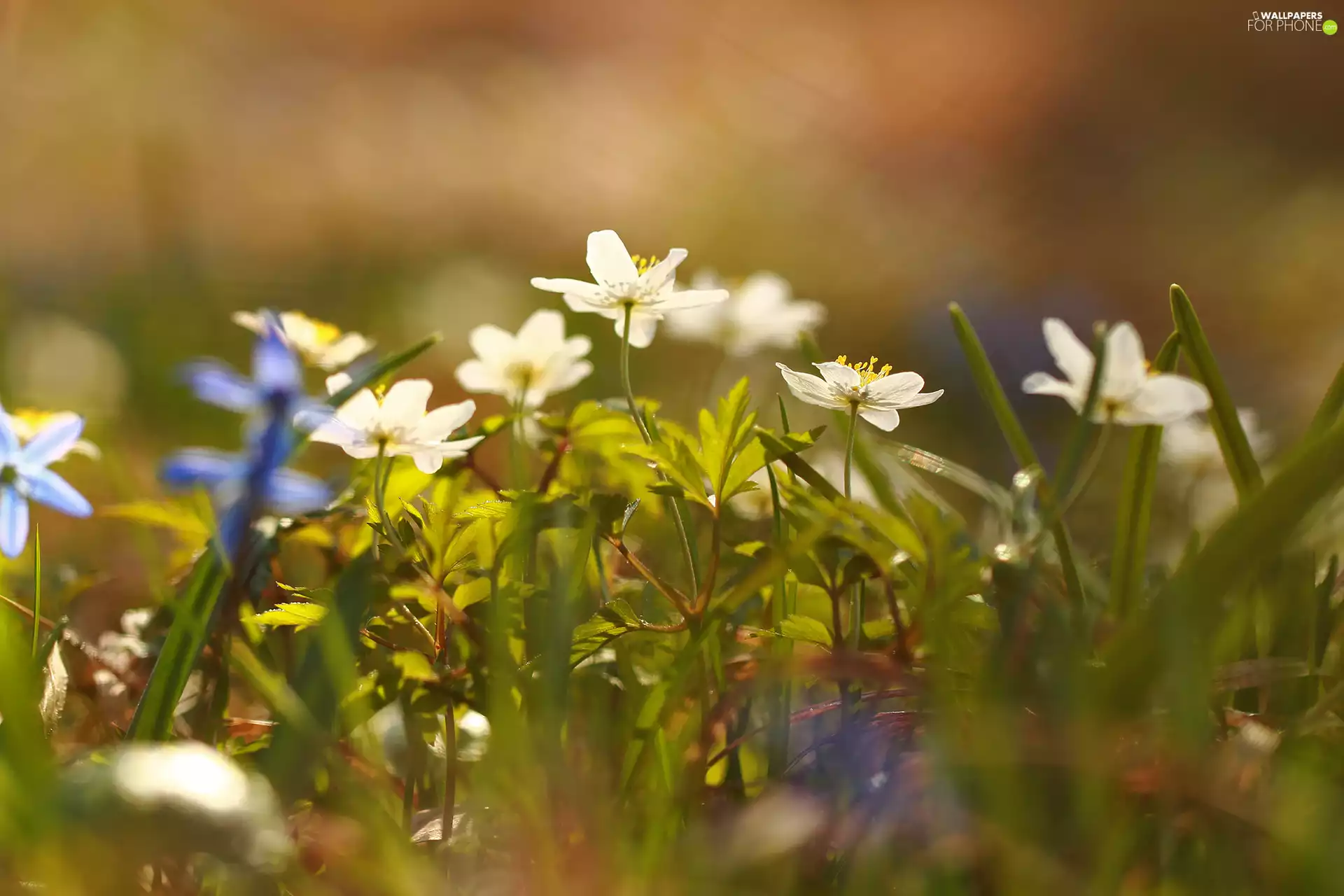 Flowers, White, Anemones
