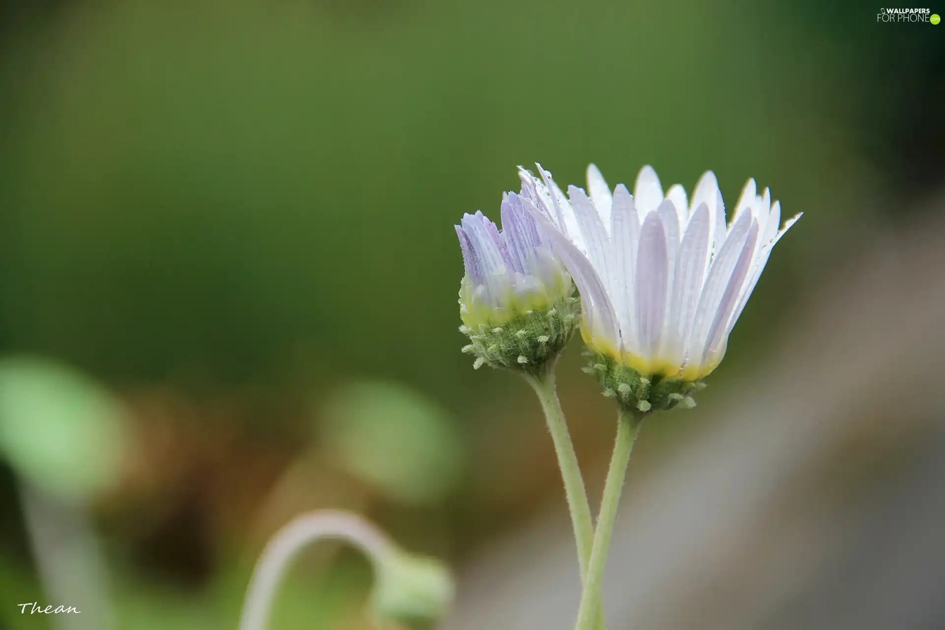 Arktotis, Flowers