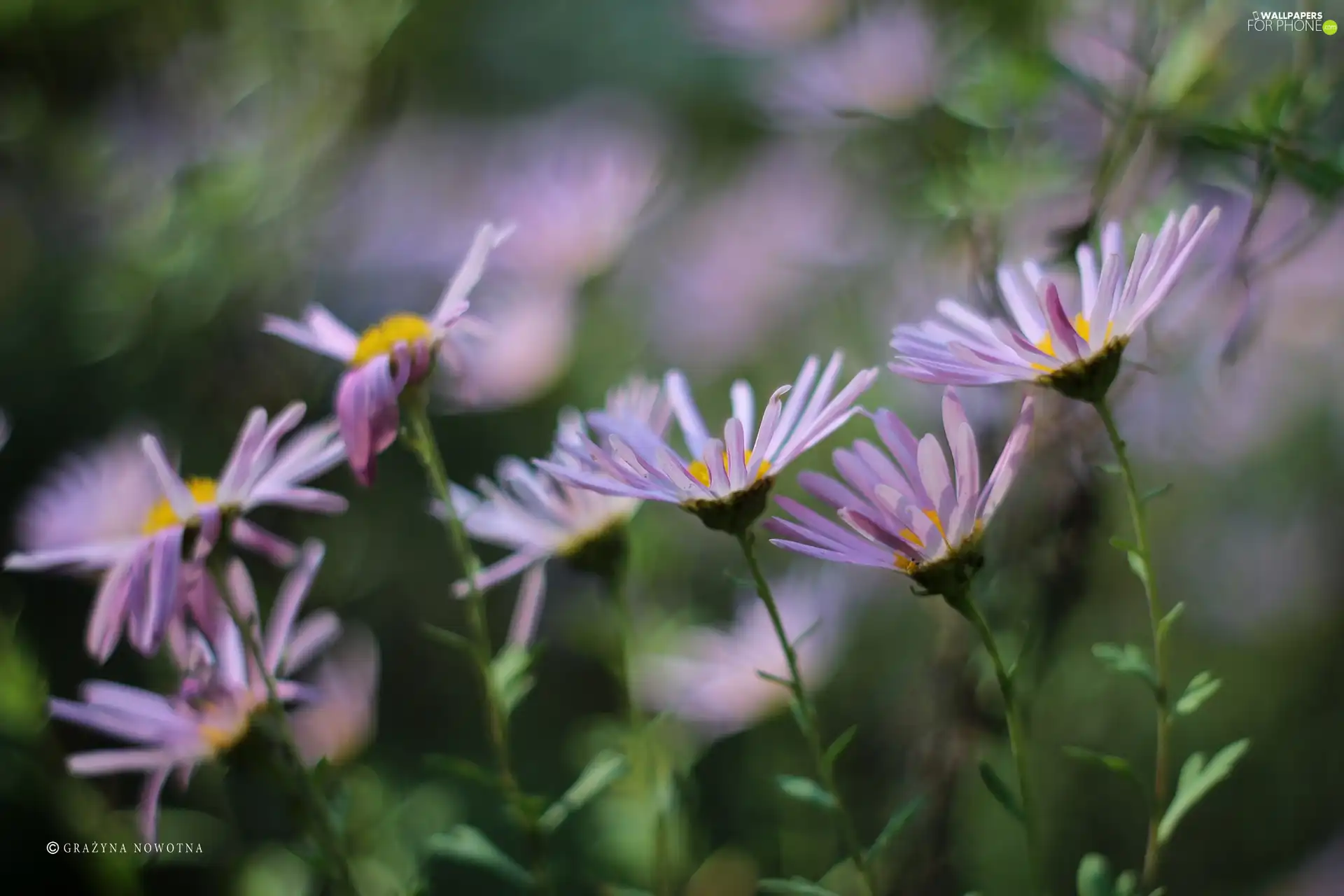 Flowers, purple, Astra