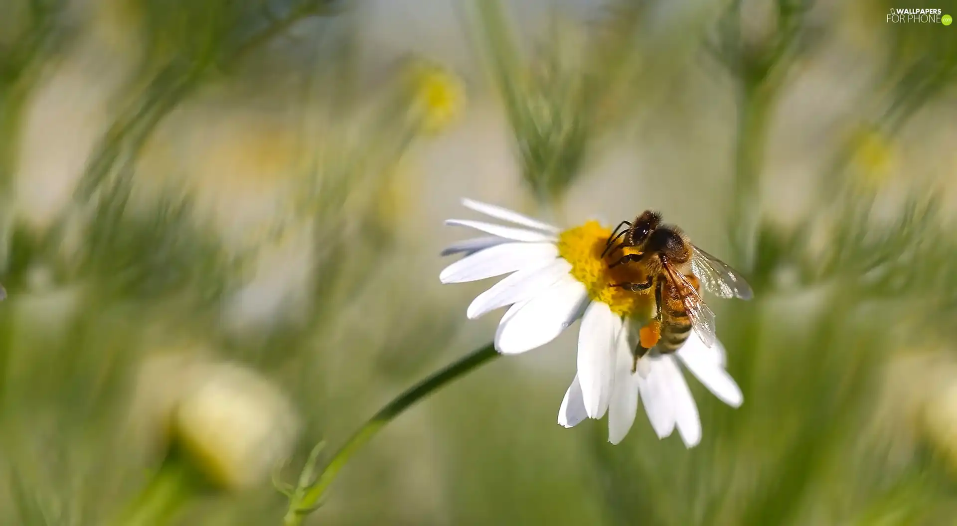 Colourfull Flowers, bee, Close, chamomile