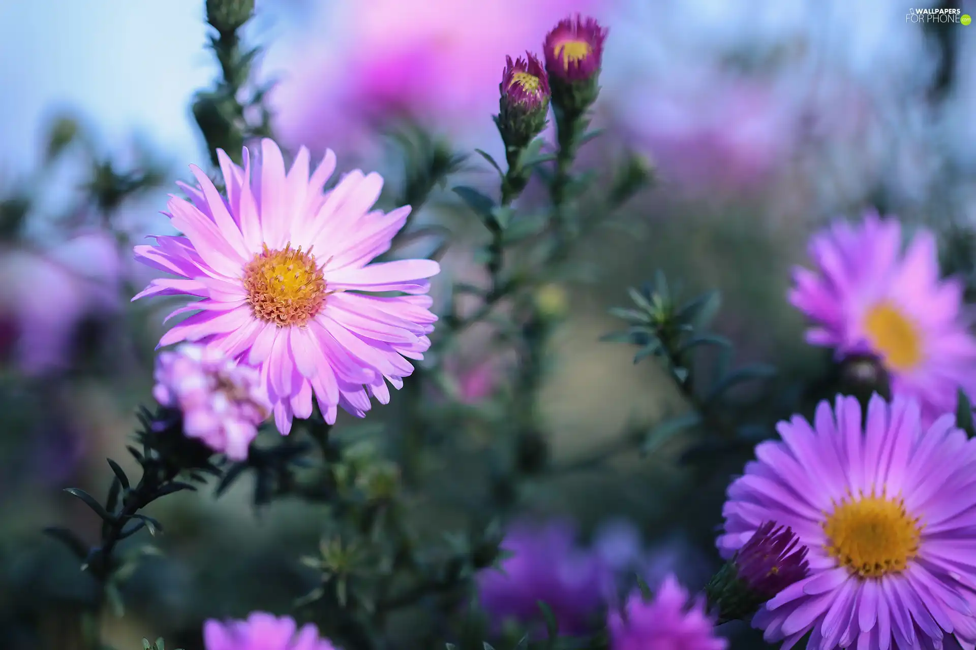 Flowers, Aster, Beetle