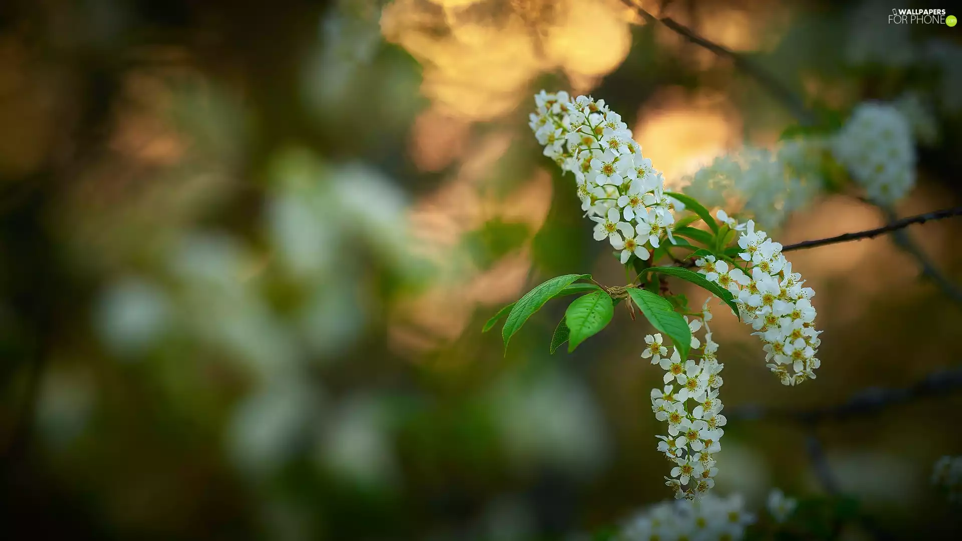twig, Flowers, Bird Cherry, White