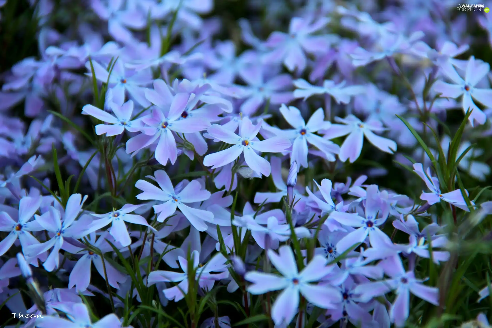 Blue, Flowers