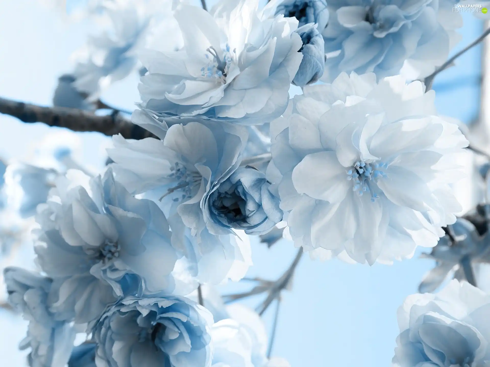 blue, Flowers