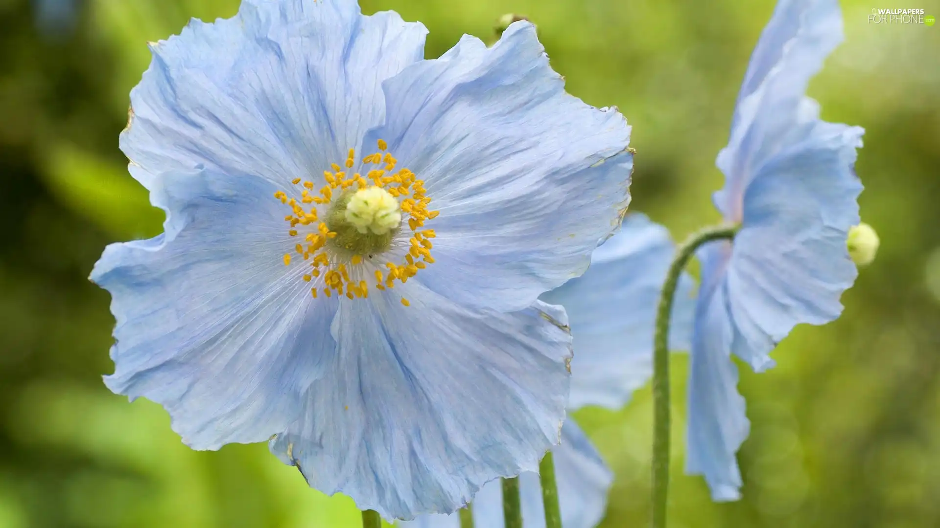 Blue, Flowers