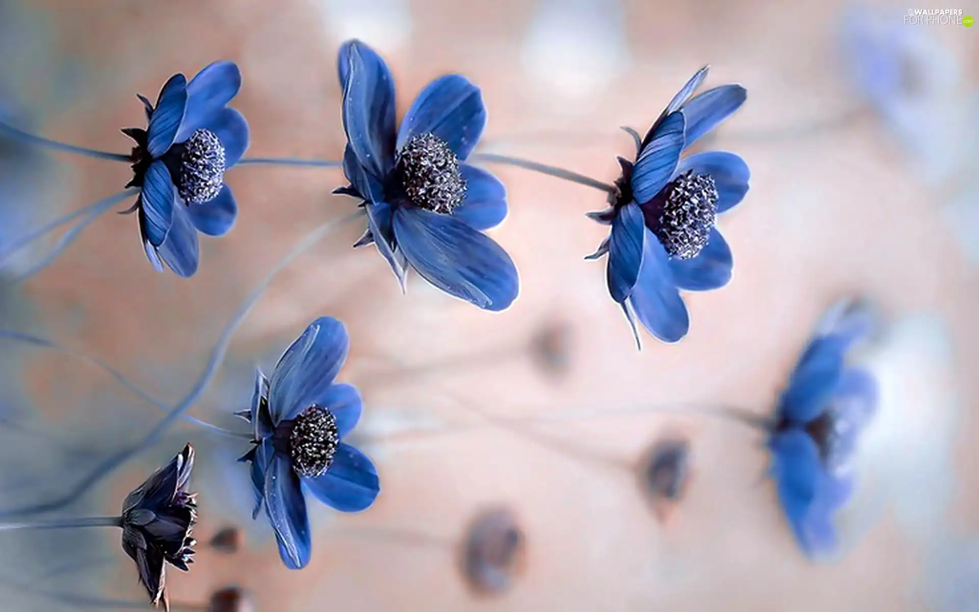 Blue, Flowers