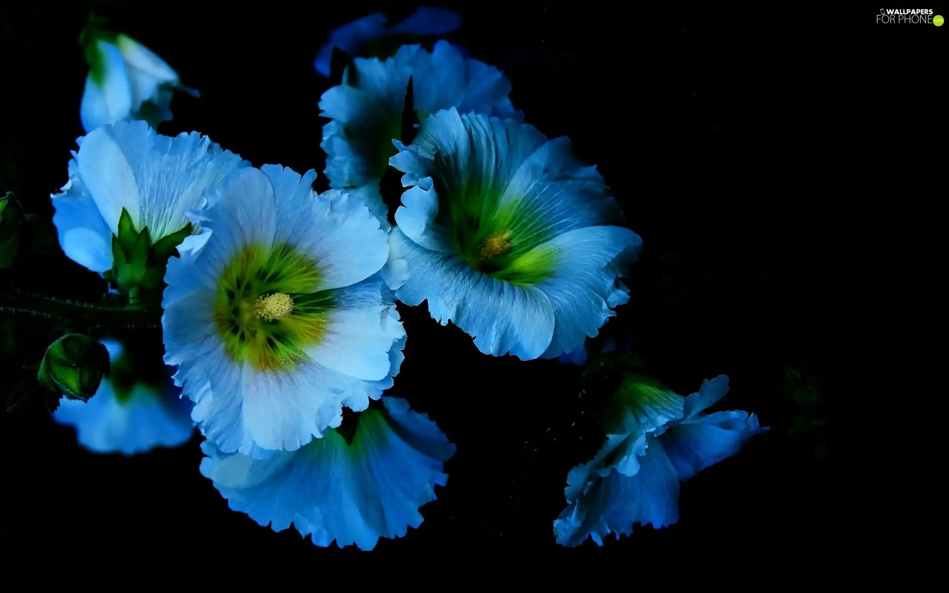 Blue, Flowers