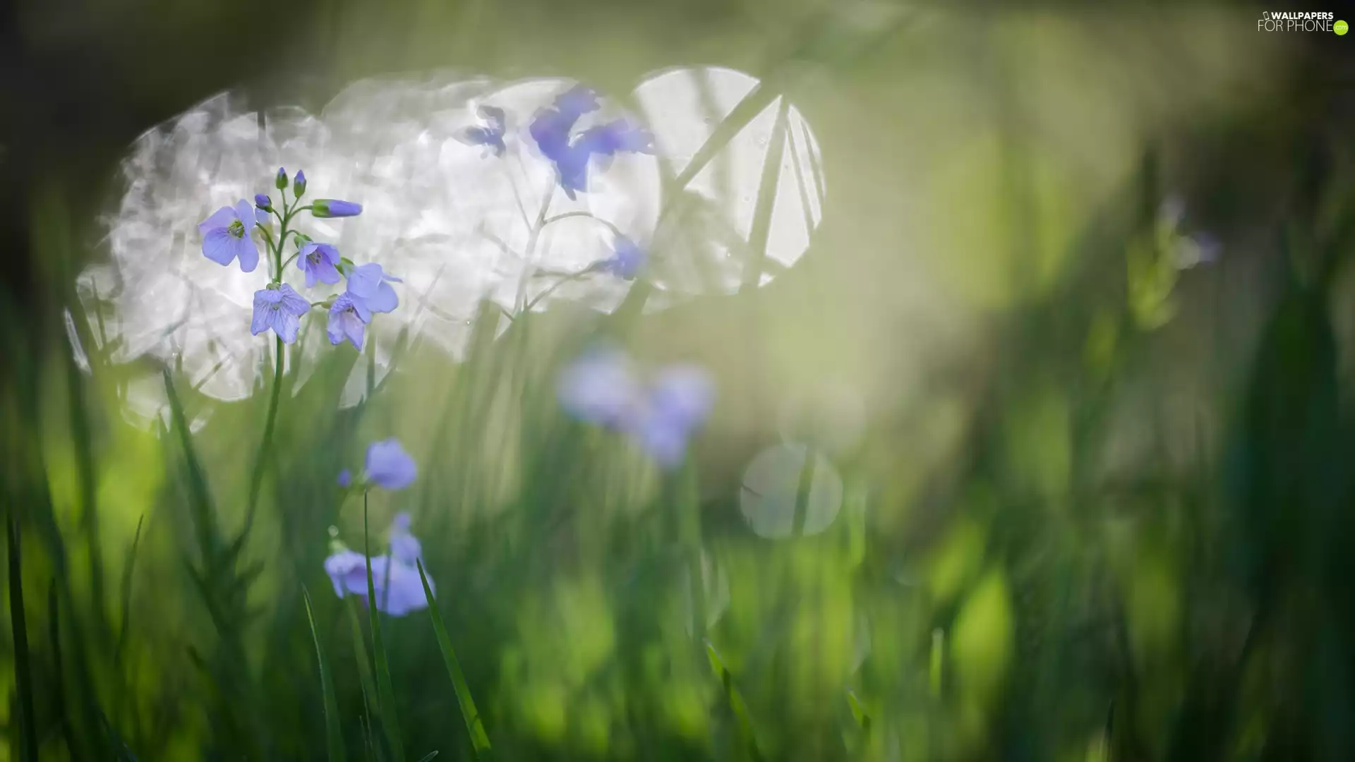 Blue, Plants, Bokeh, Flowers