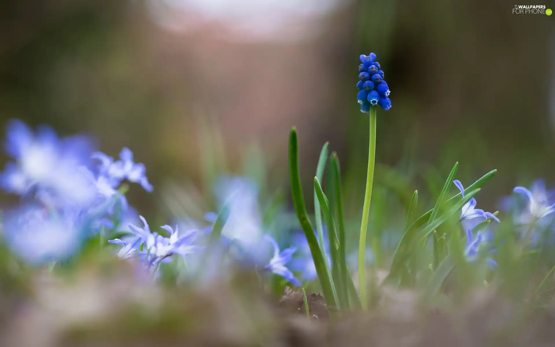 fuzzy, squill, Colourfull Flowers, Muscari, blue