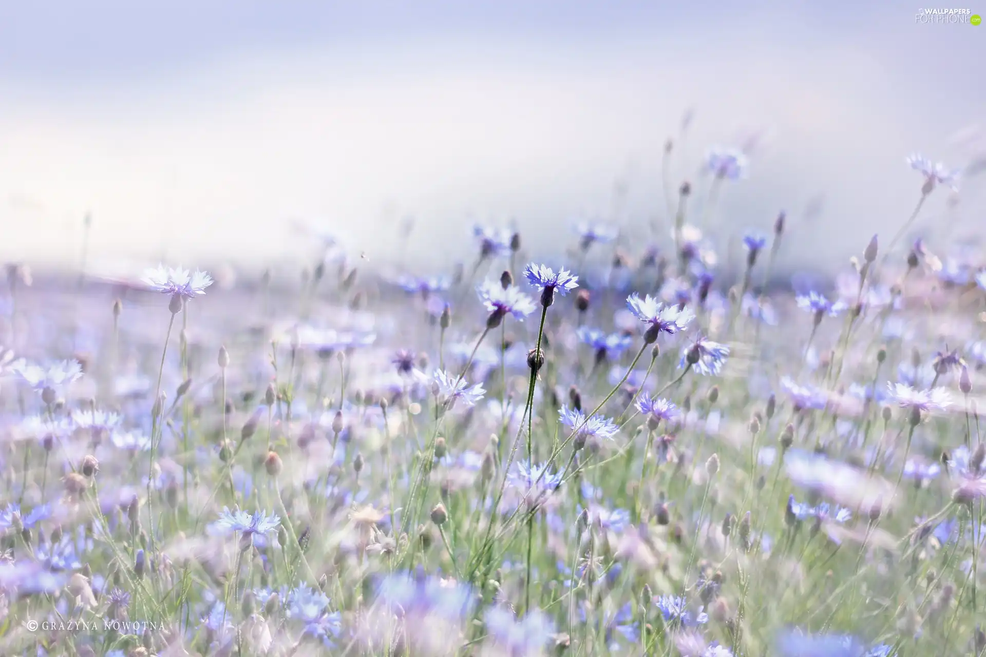 Flowers, cornflowers, Blue