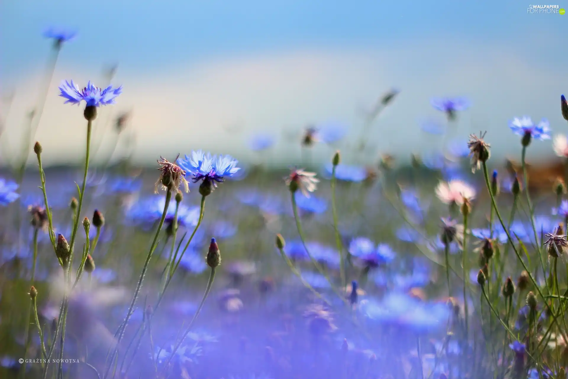 Flowers, cornflowers, Blue