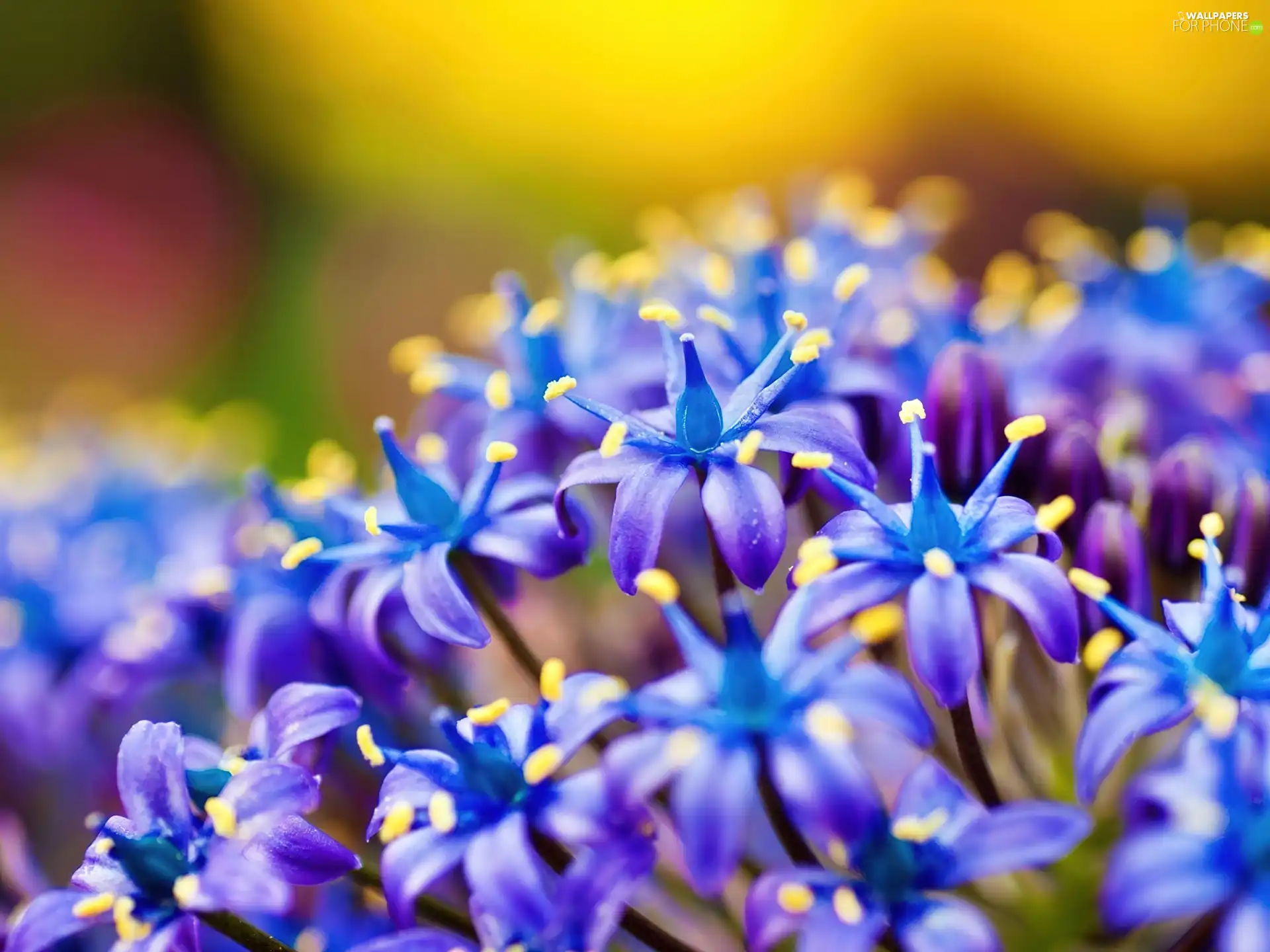 flowers, fine, Blue