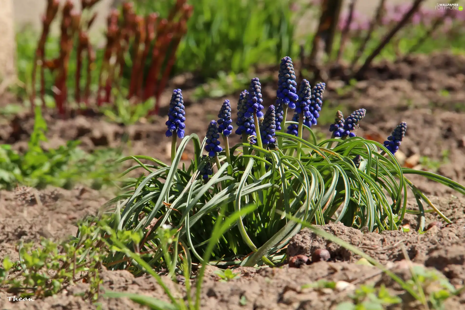 Flowers, Muscari, Blue