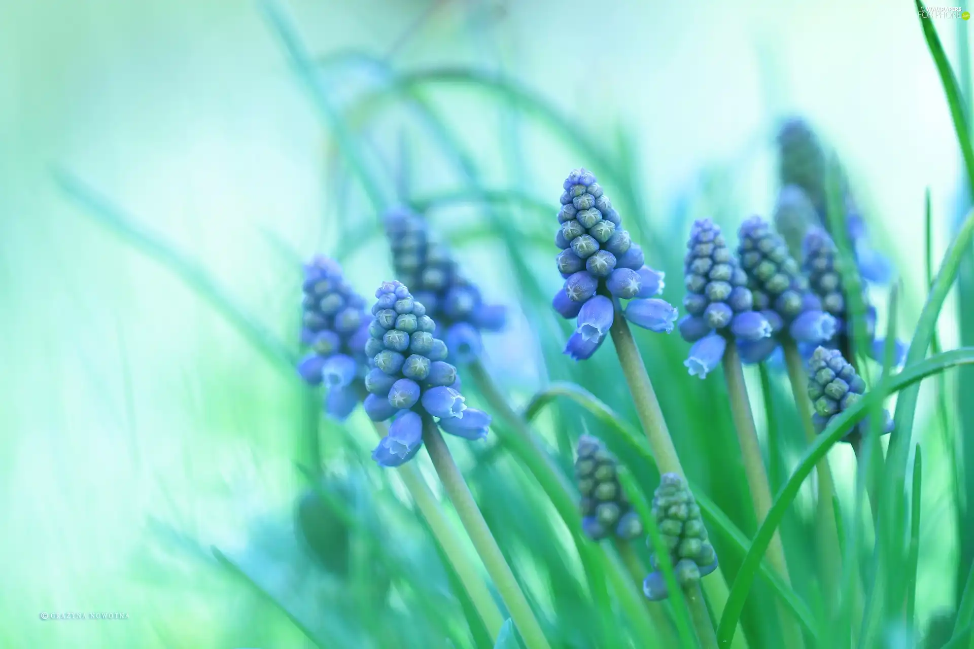 Flowers, Muscari, Blue