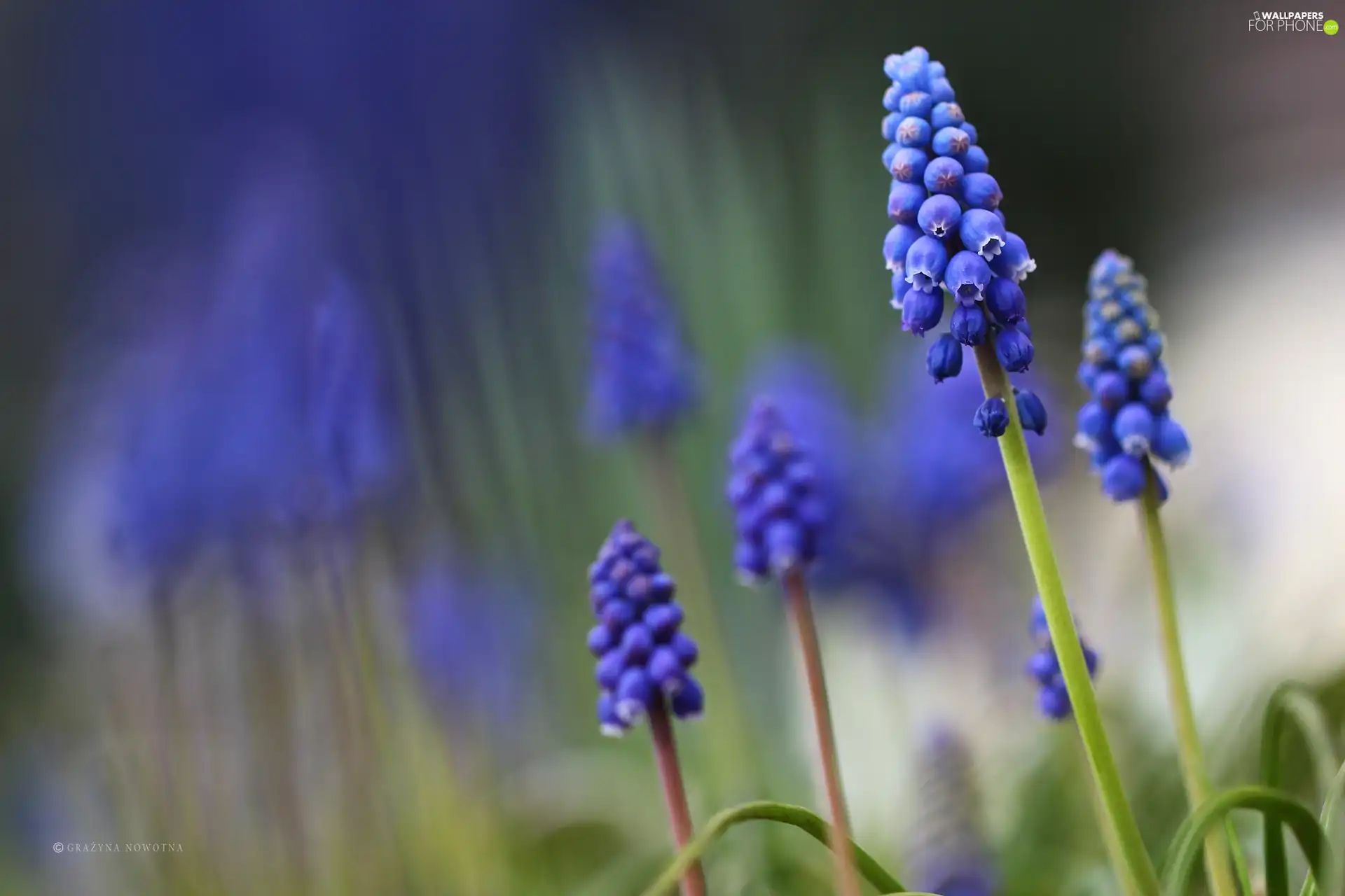 Flowers, Muscari, Blue