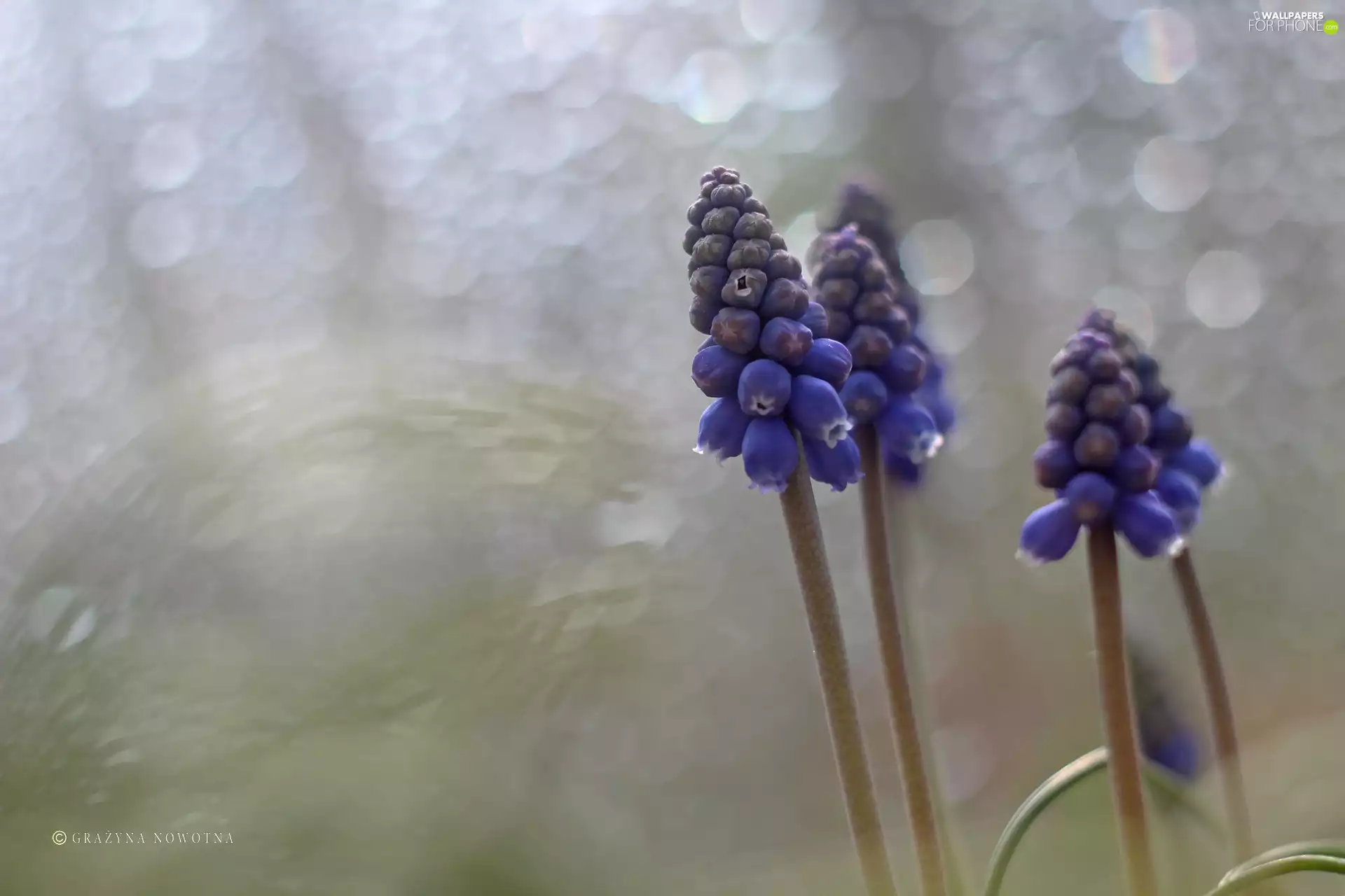 Flowers, Muscari, Blue