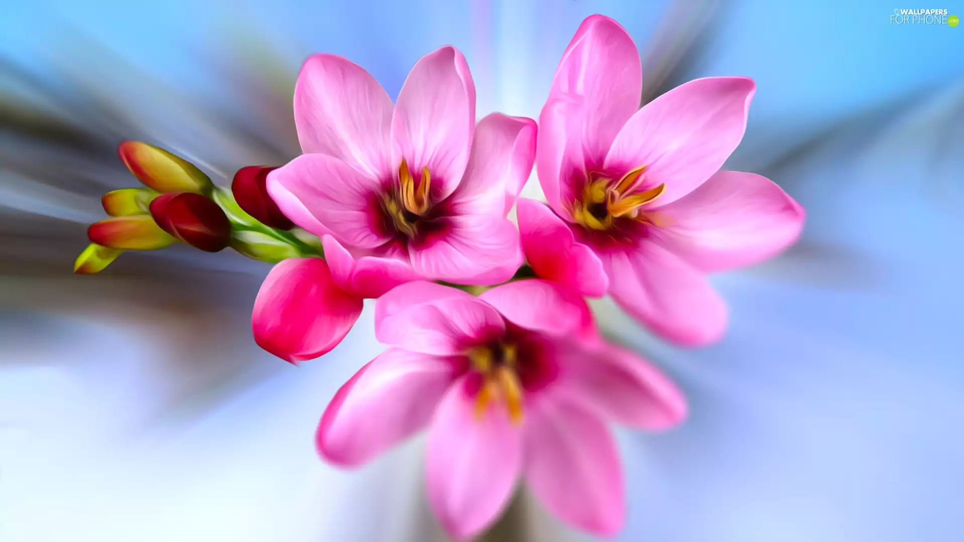 blue background, Pink, Flowers