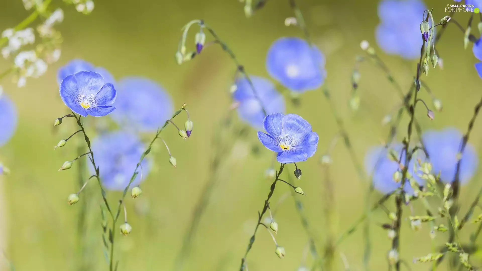 Blue, linen, rapprochement, Flowers