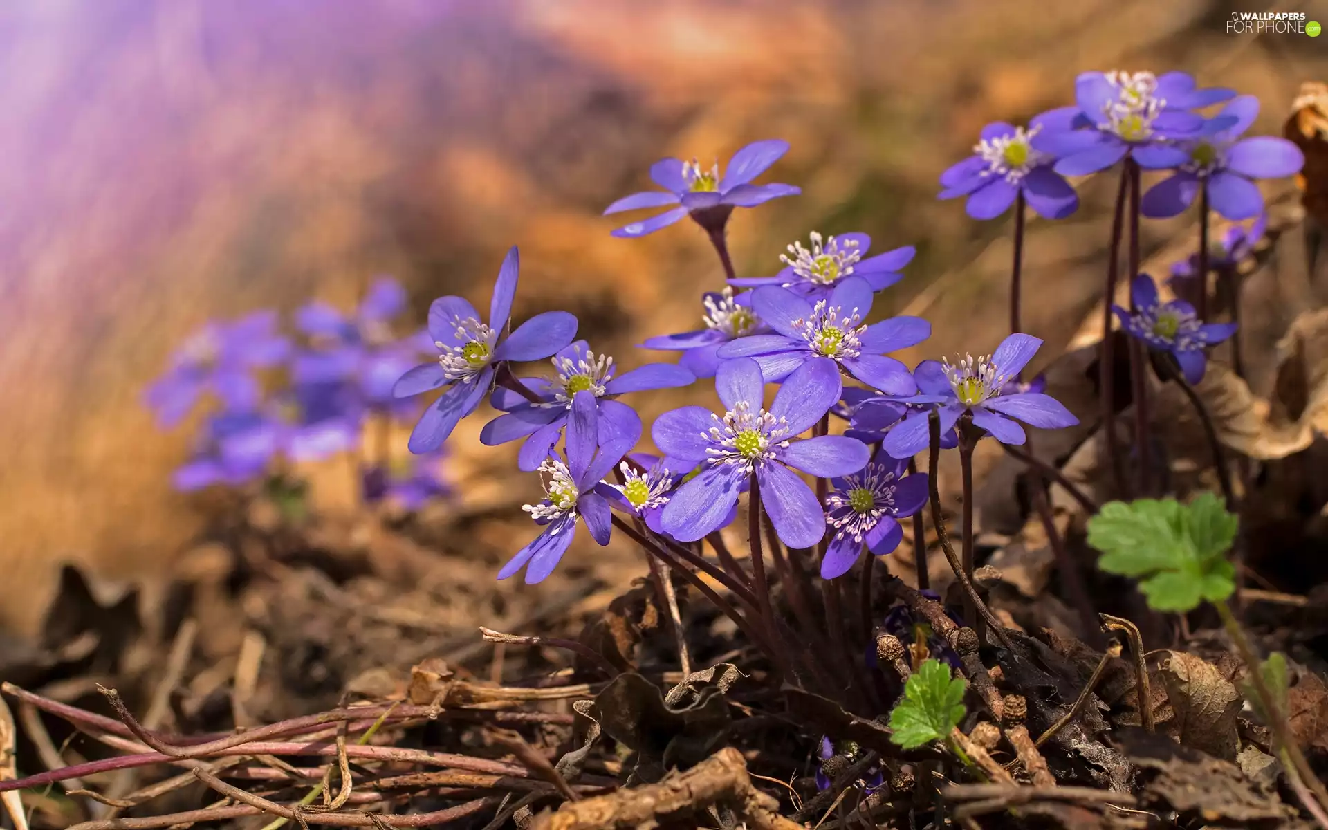 Blue, Liverworts, rapprochement, Flowers