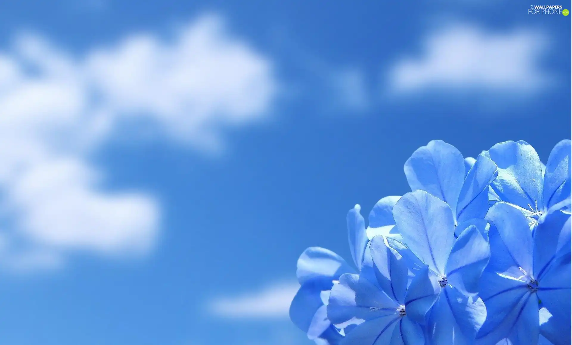 Flowers, Sky, Blue