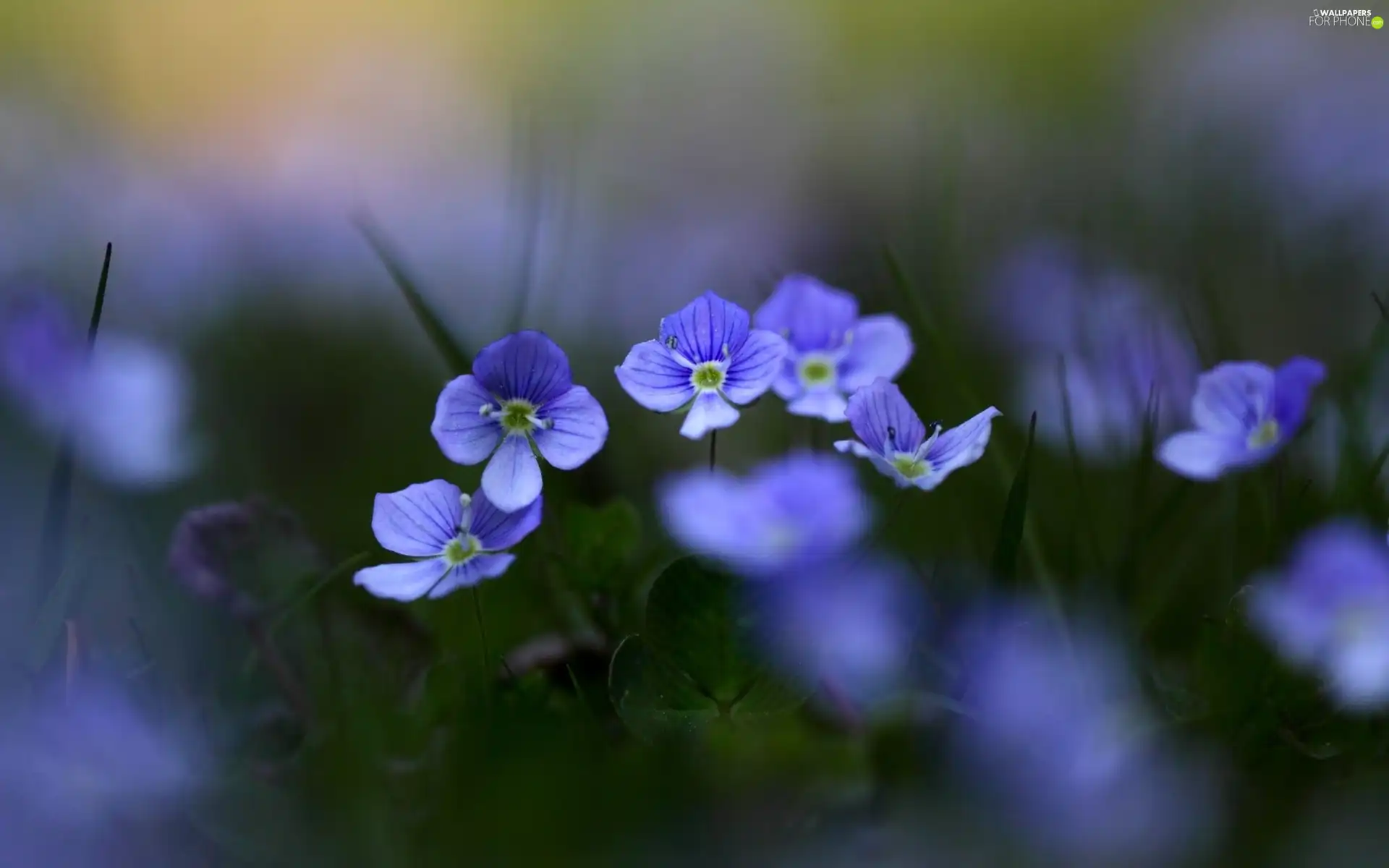 flowers, Wildflowers, blue