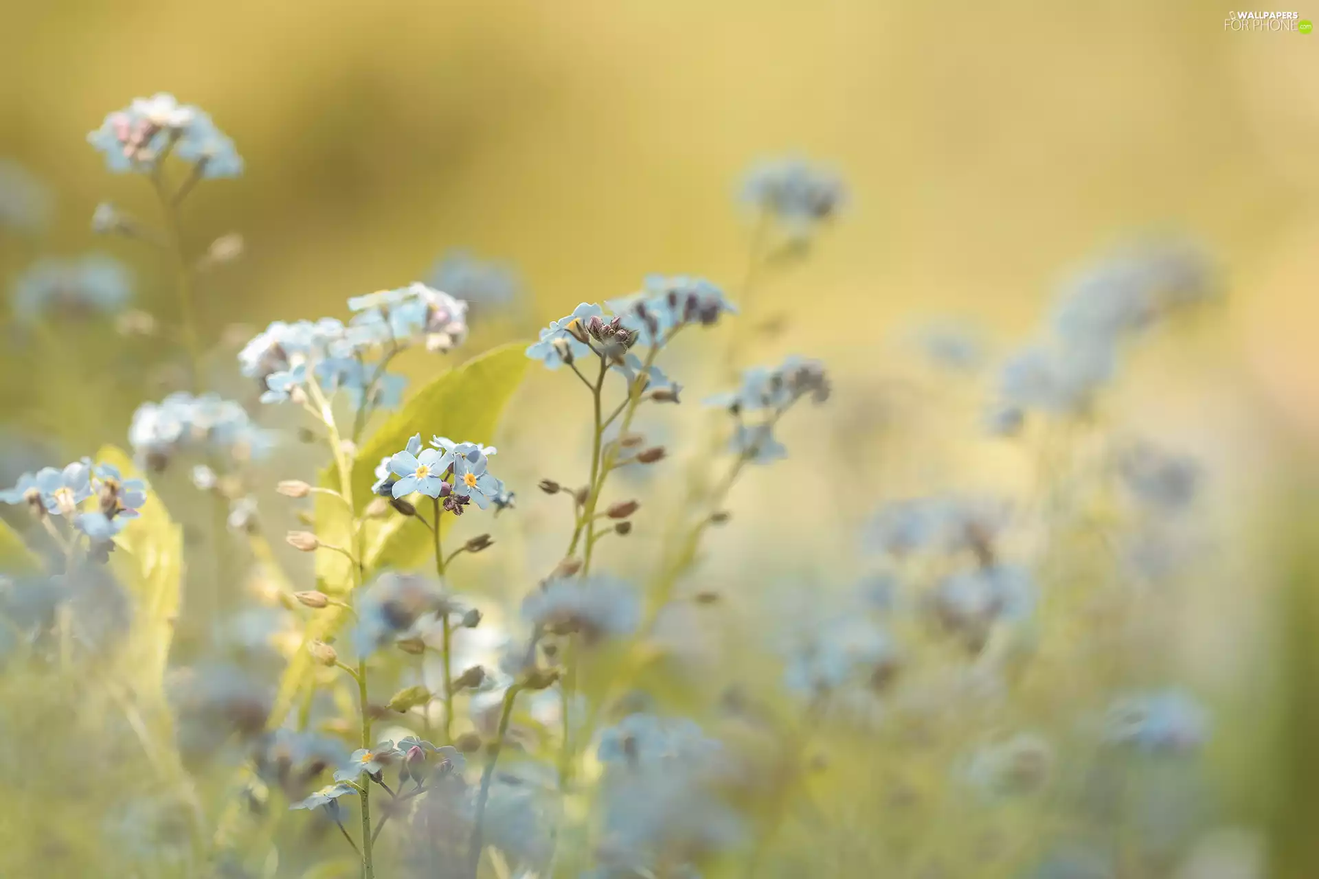 Forget, Flowers, blurry background, Blue