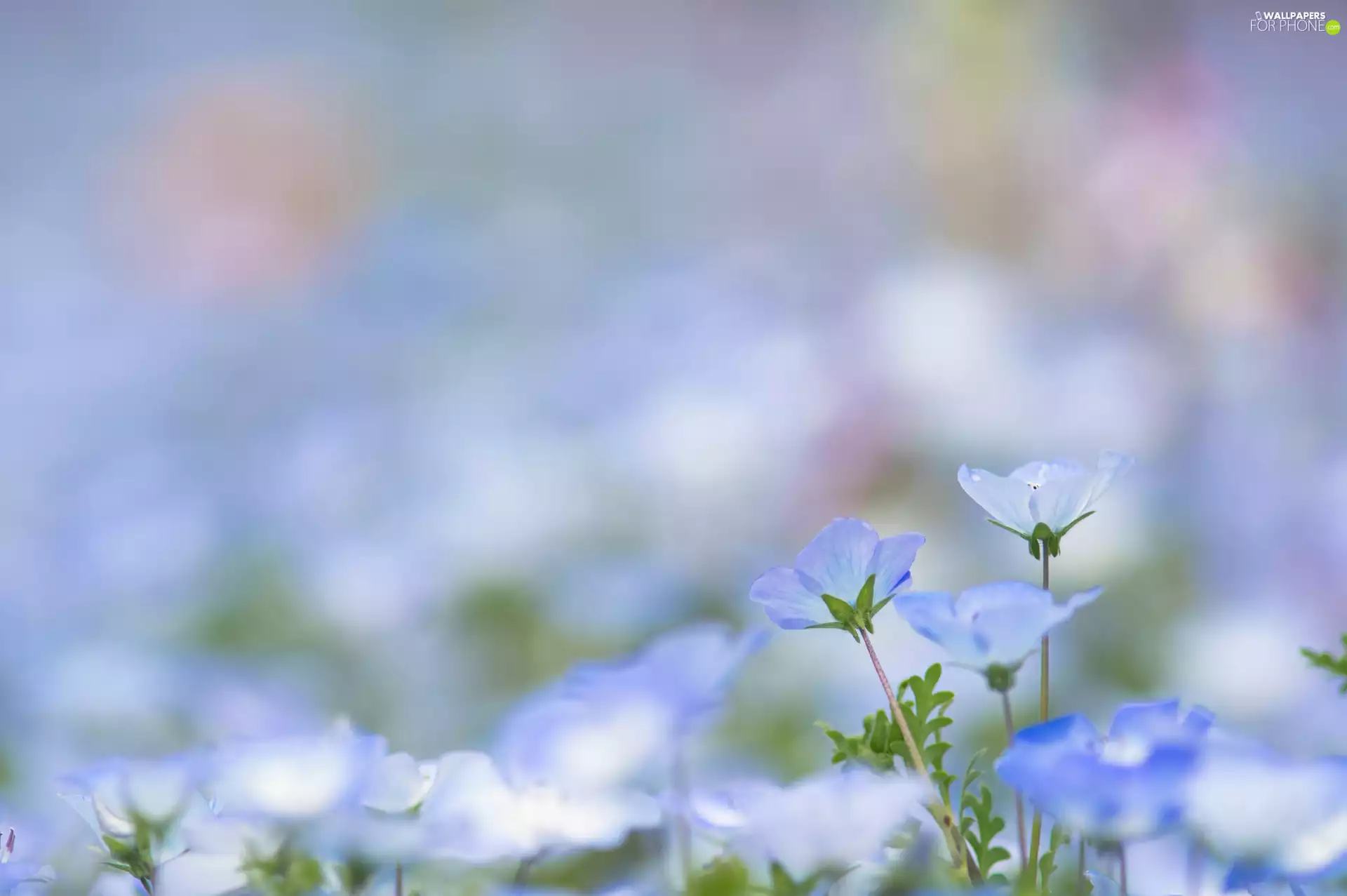 blurry background, Blue, Flowers