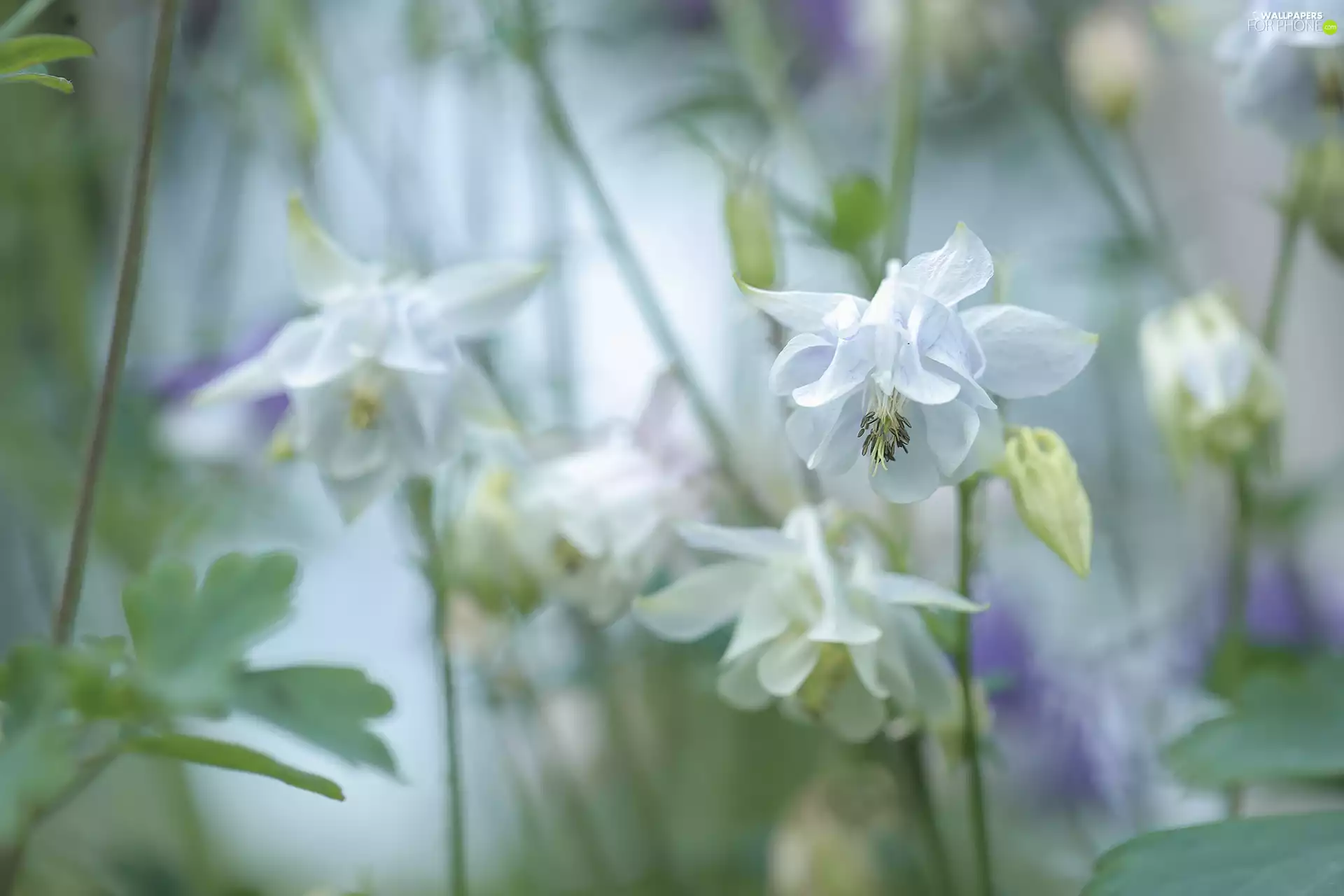 White, Flowers, blurry background, Columbines