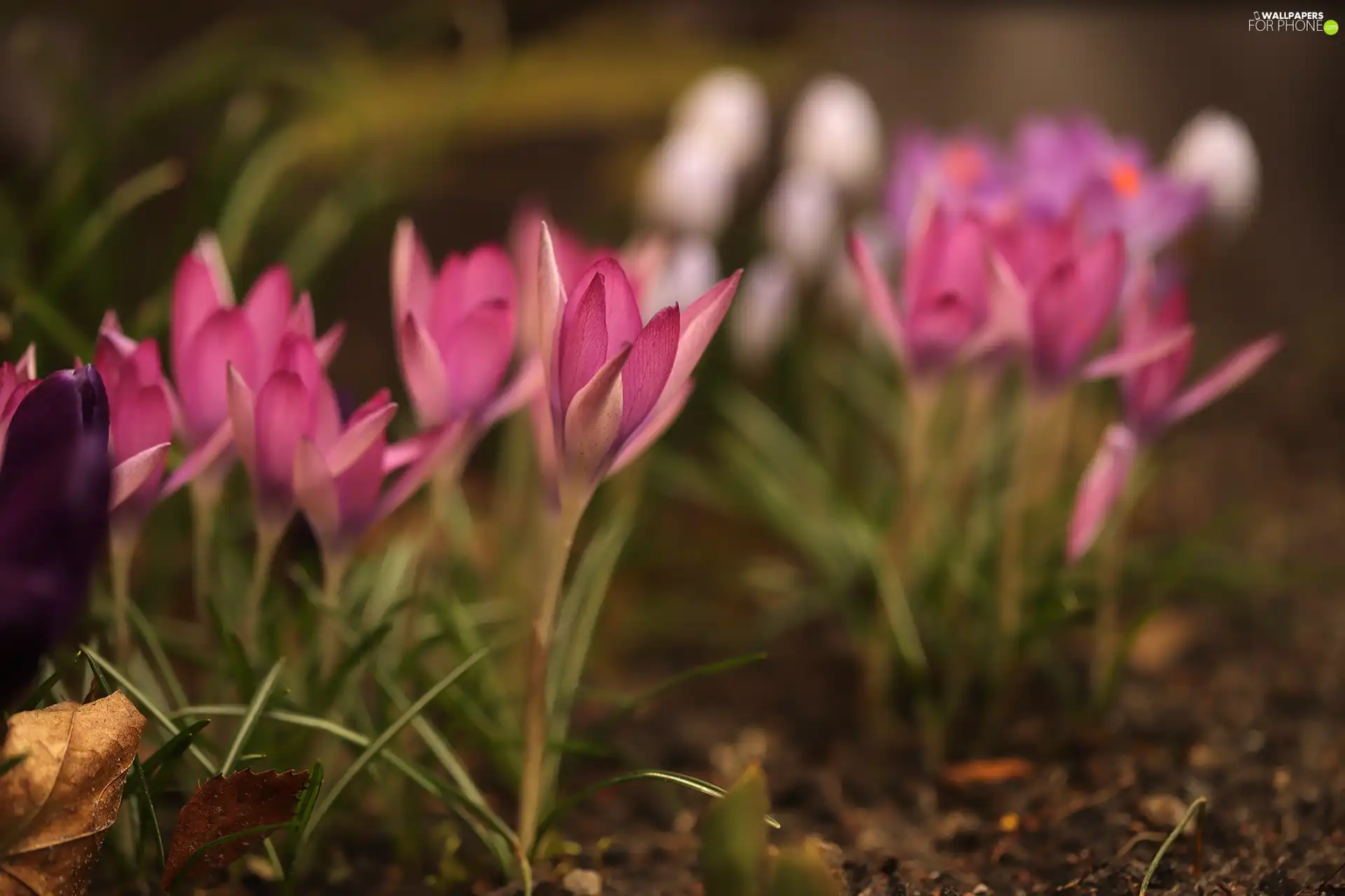 Pink, Flowers, blurry background, crocuses