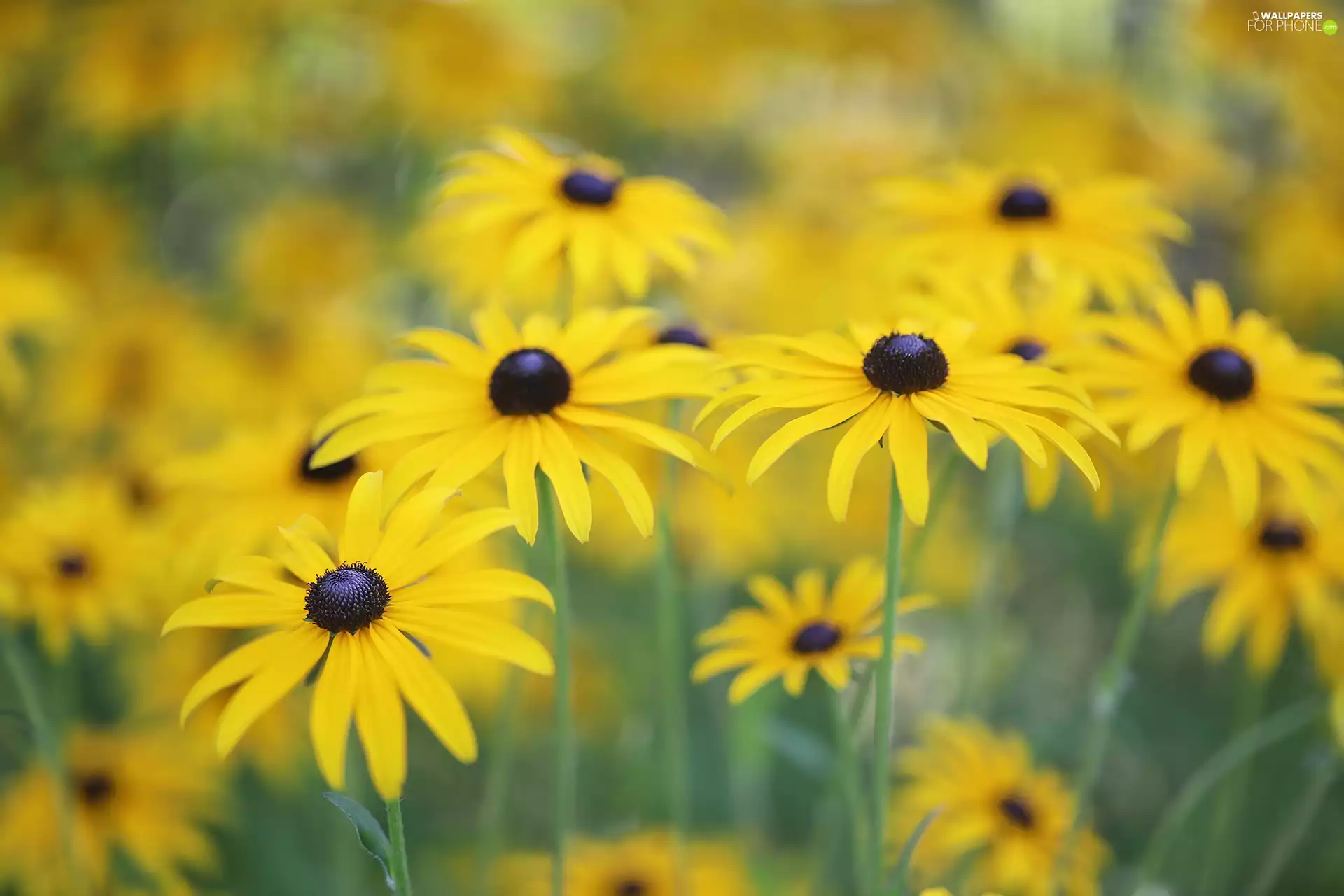 Rudbeckia, Flowers, blurry background, Yellow