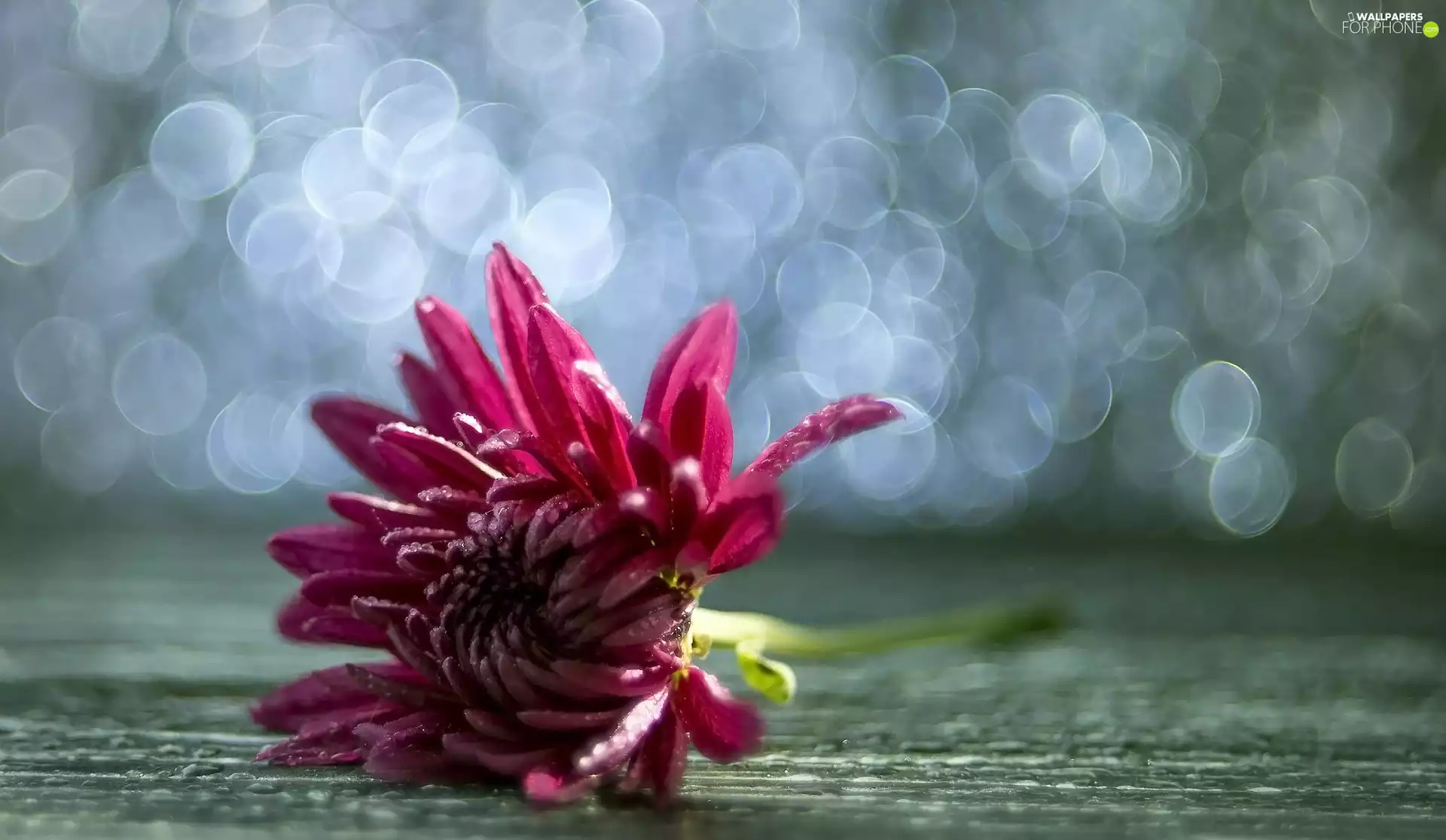 Bokeh, Pink, Colourfull Flowers