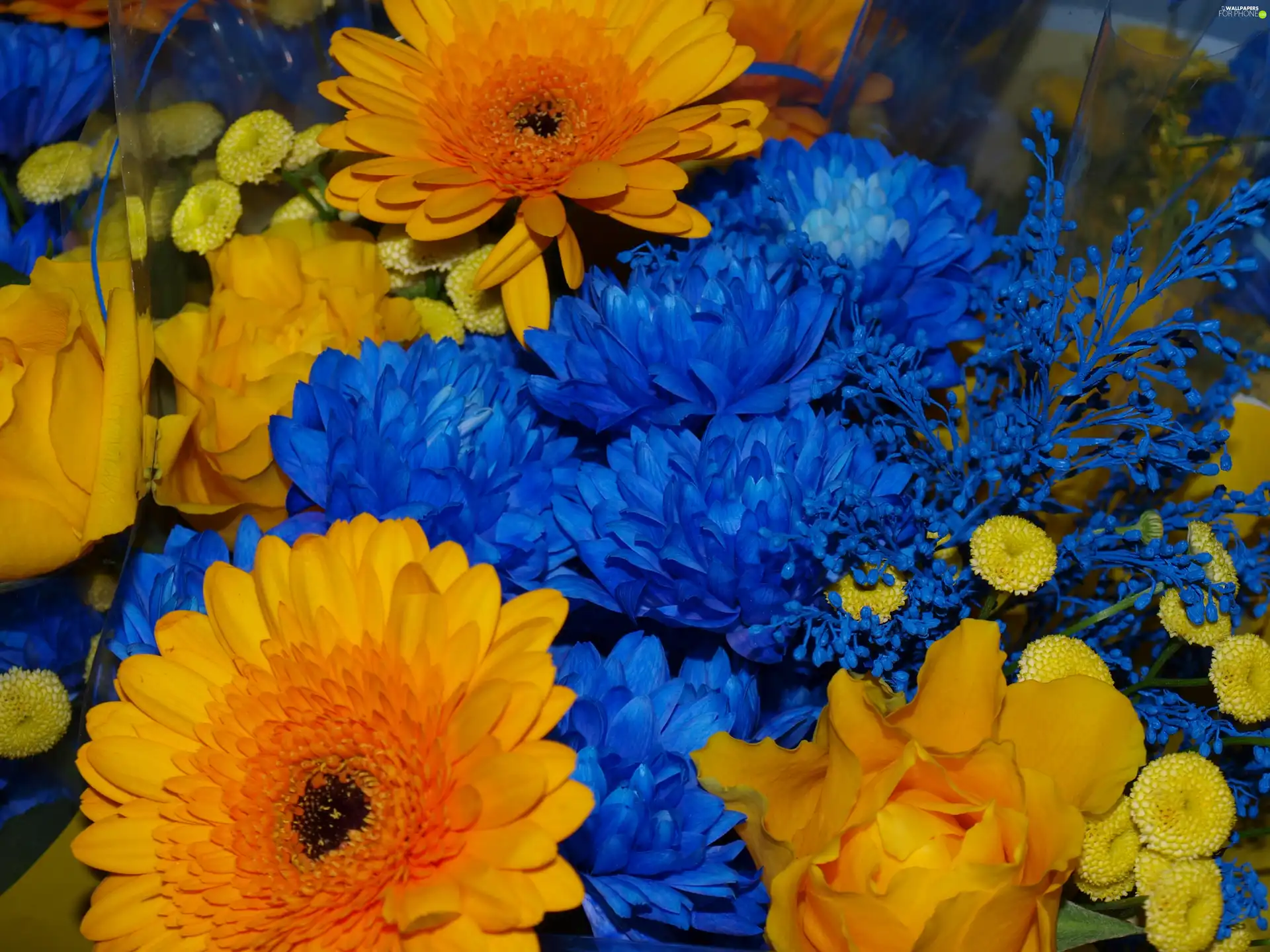 bouquet, yellow, flowers, blue