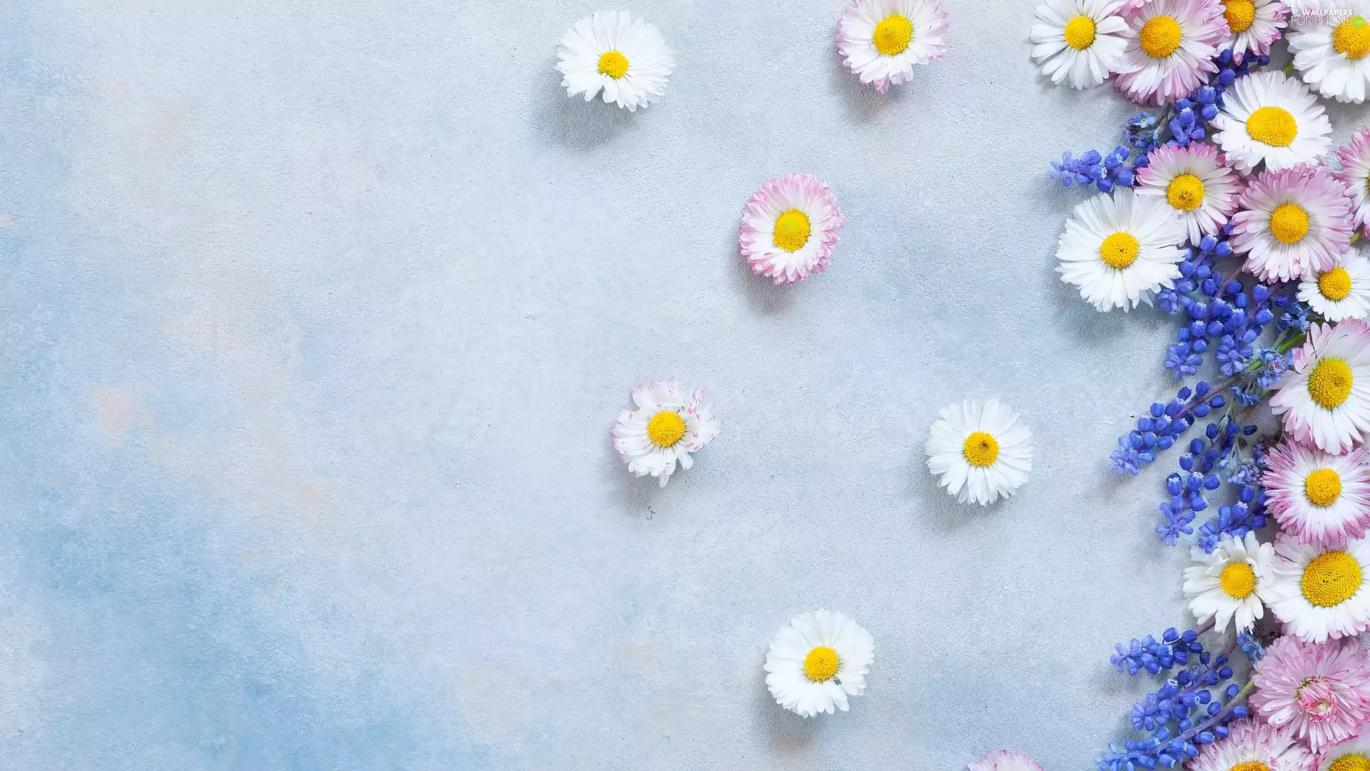 Blue, Flowers, Bright, background, chamomile