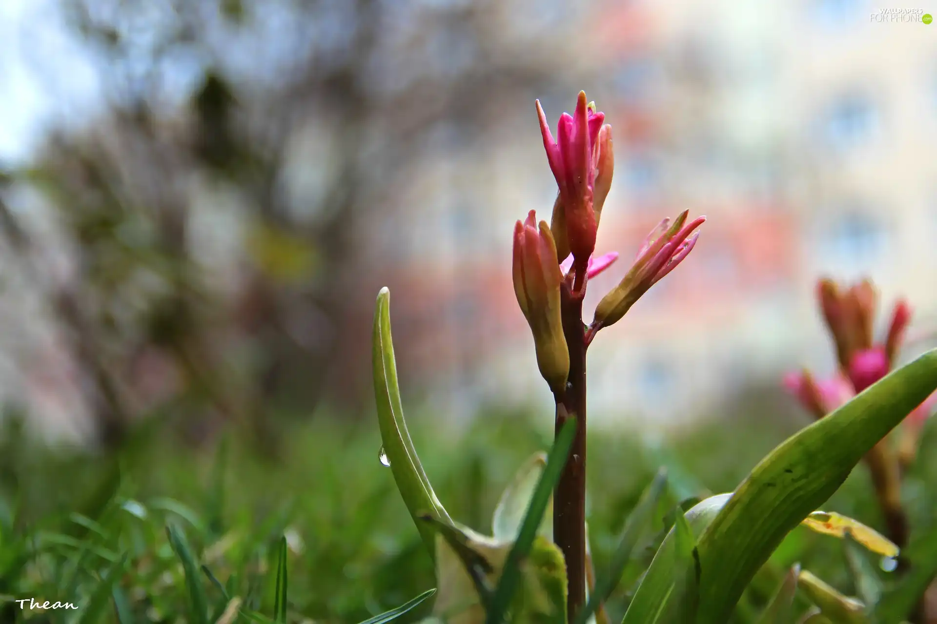 Flowers, Hyacinths, Buds