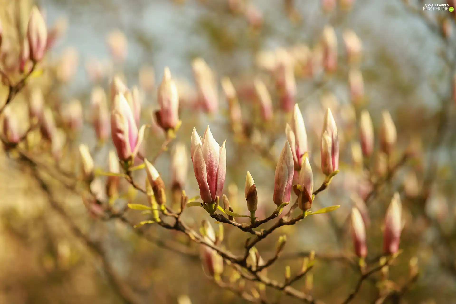 Flowers, Magnolias, Buds