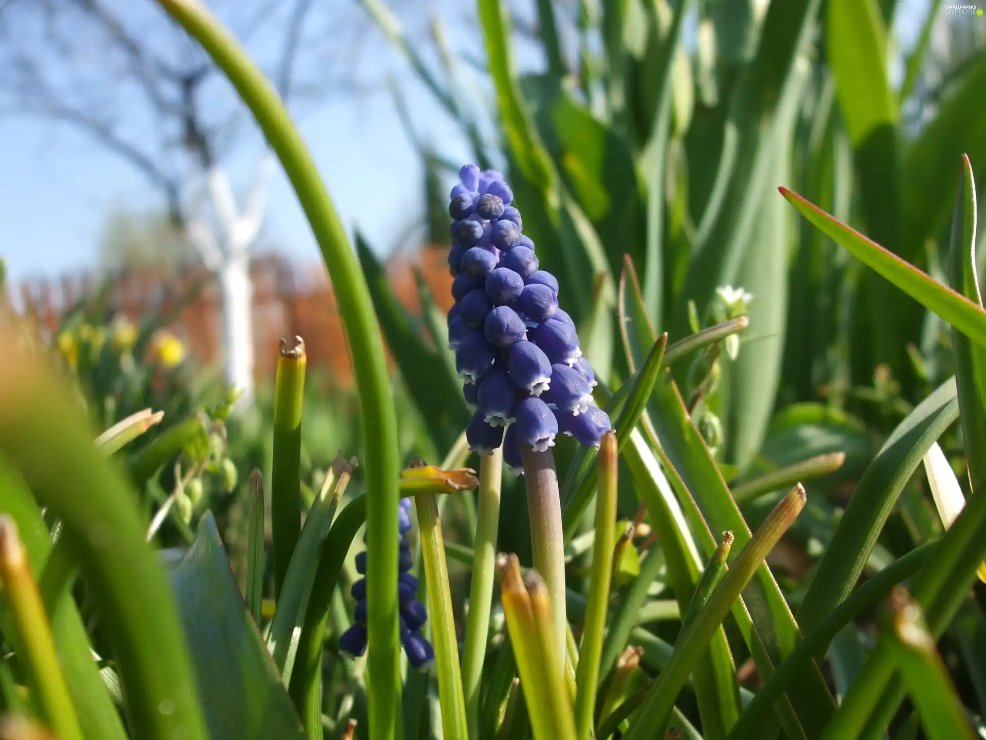 flowers, dense, bunch