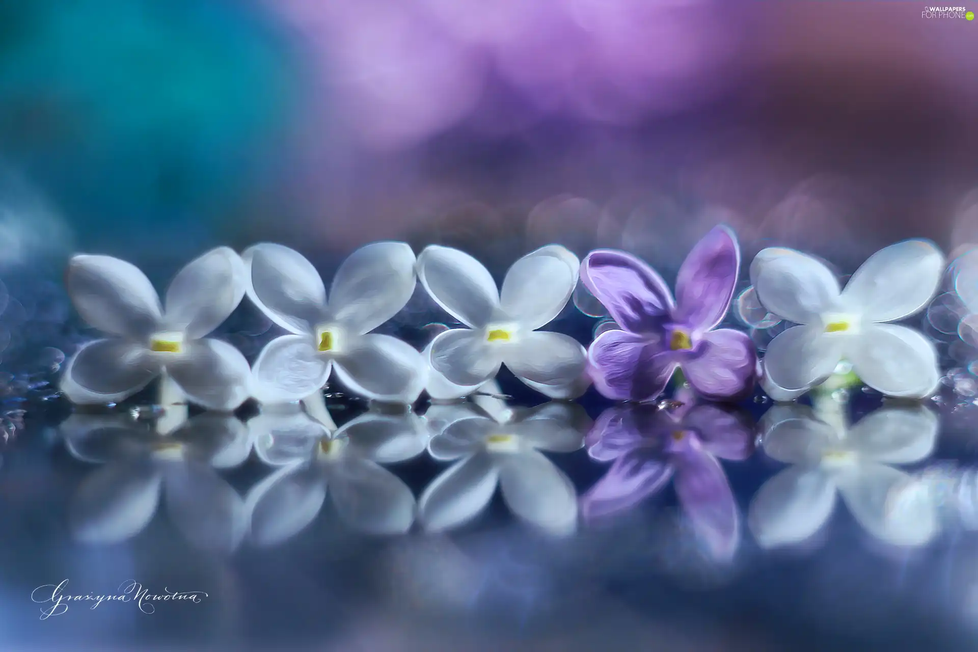 Flowers, Bush, White, Violet, without