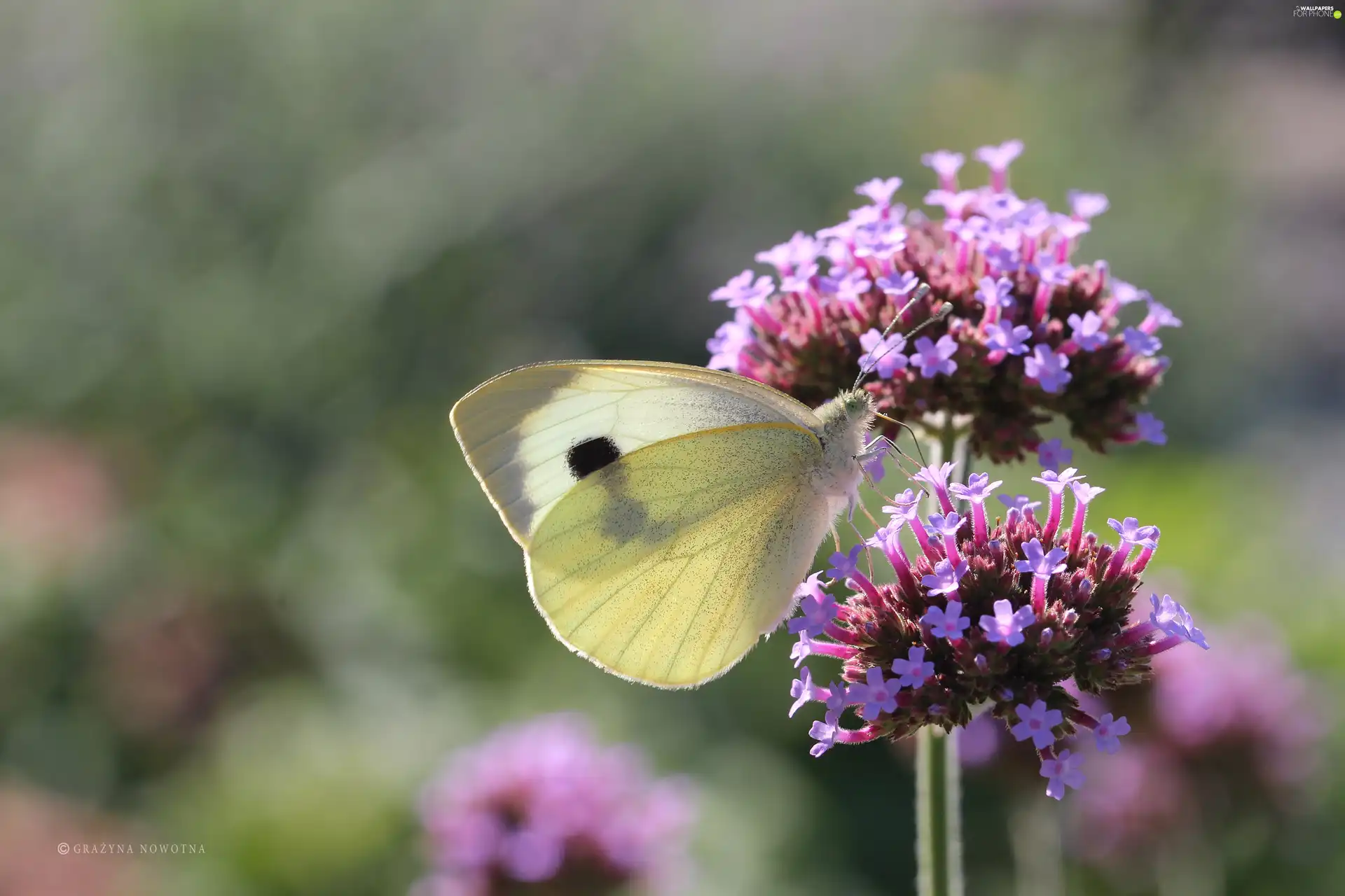 Cabbage, Insect, Flowers, butterfly