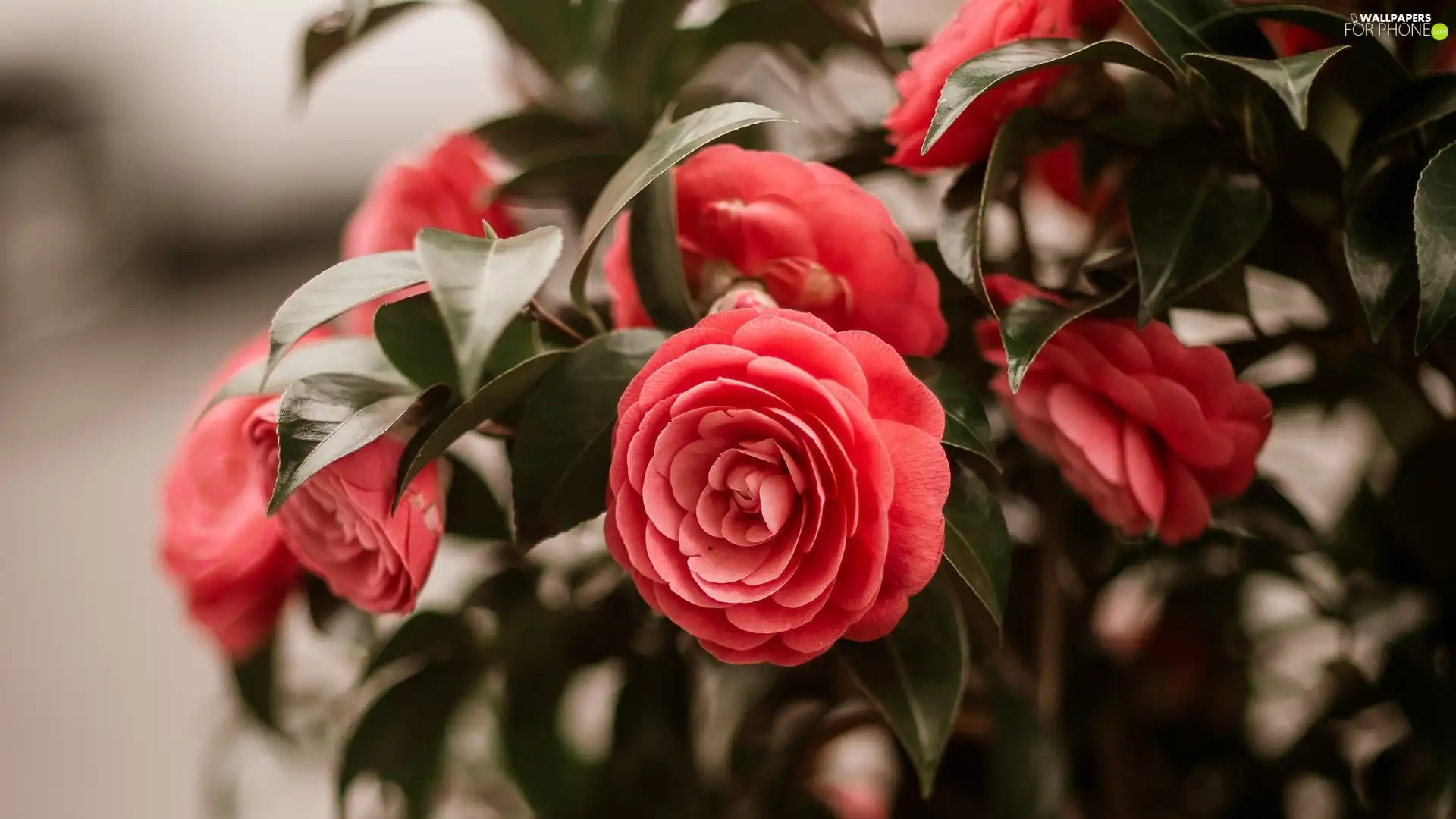 Flowers, Camellias