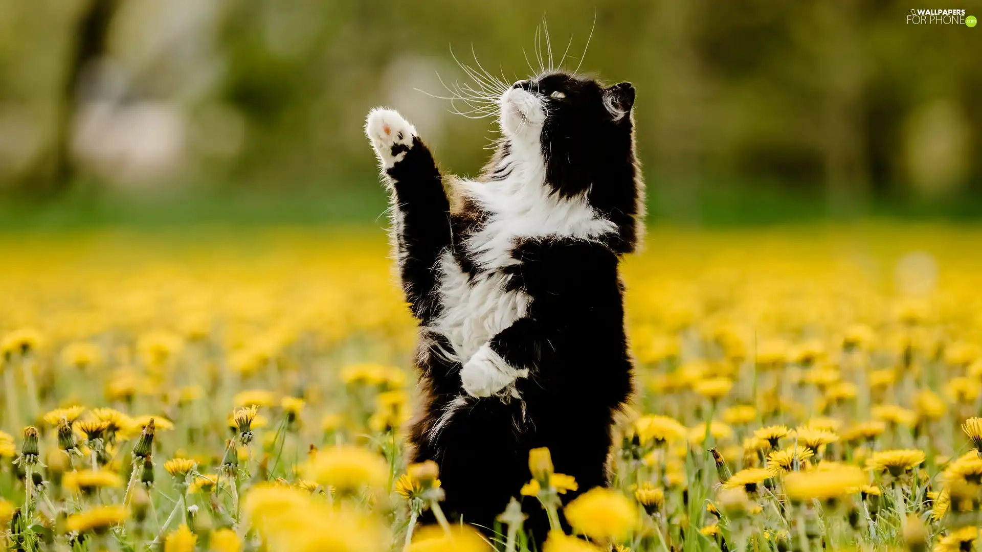 black and white, Flowers, nuns, cat